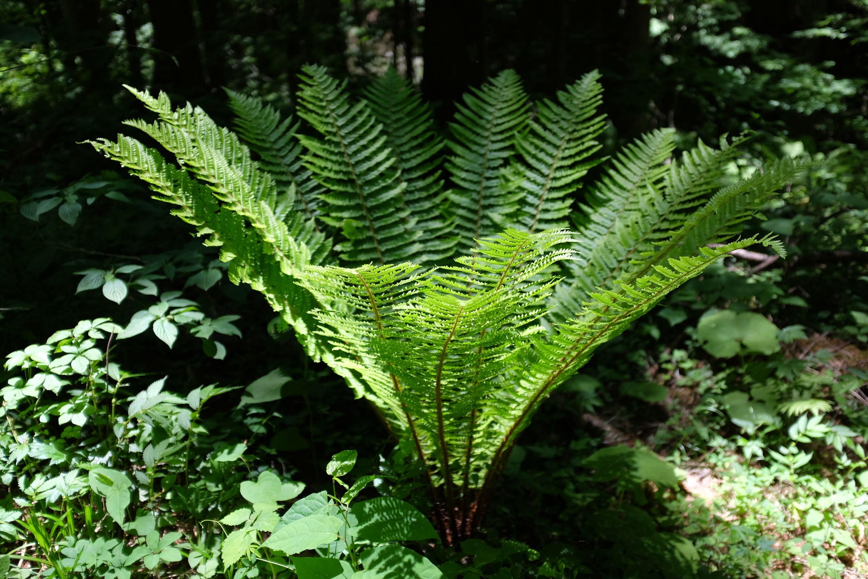 Sunlit leaves of bracken on a forest floor.