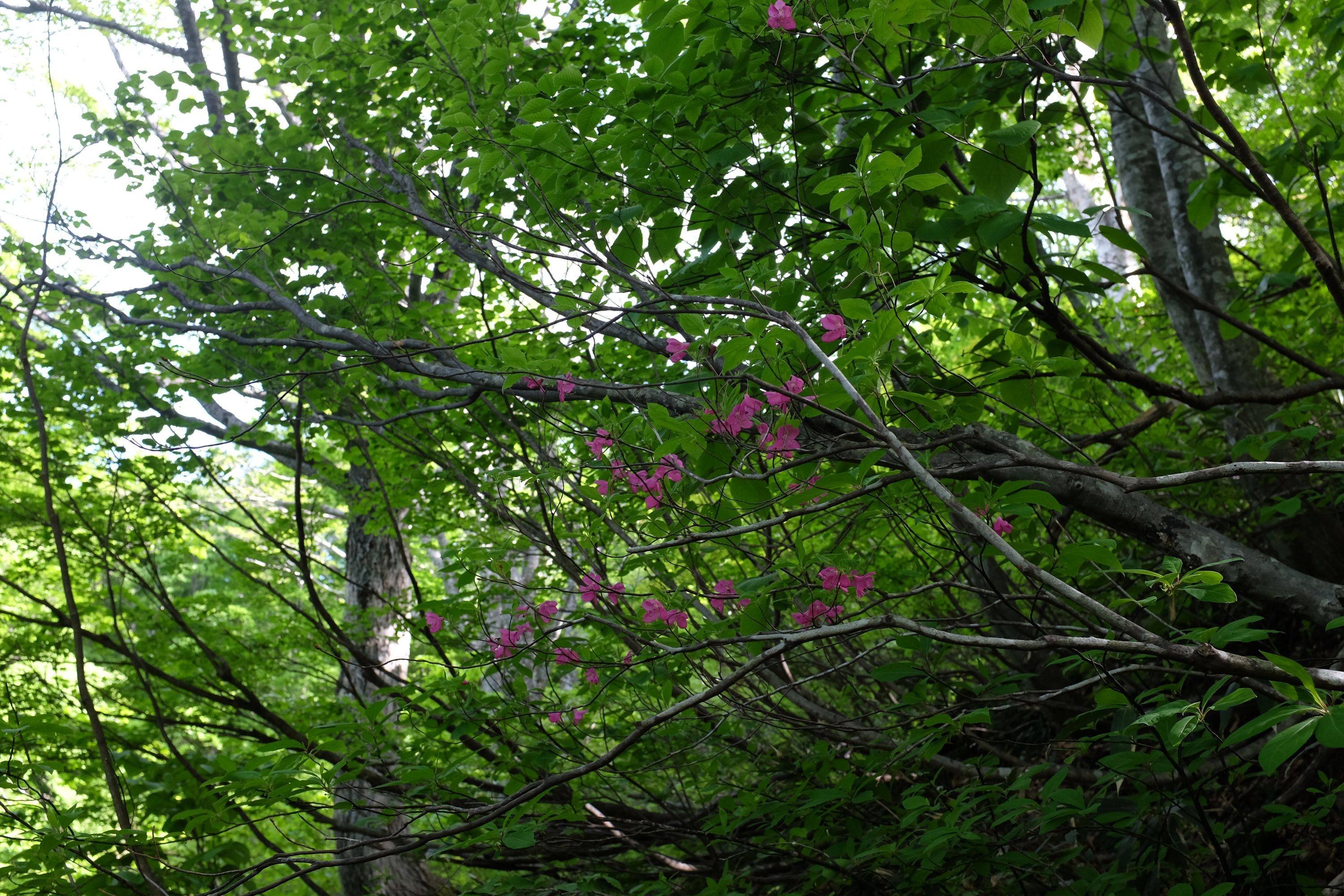 Flowering pink azaleas against fresh green leaves.