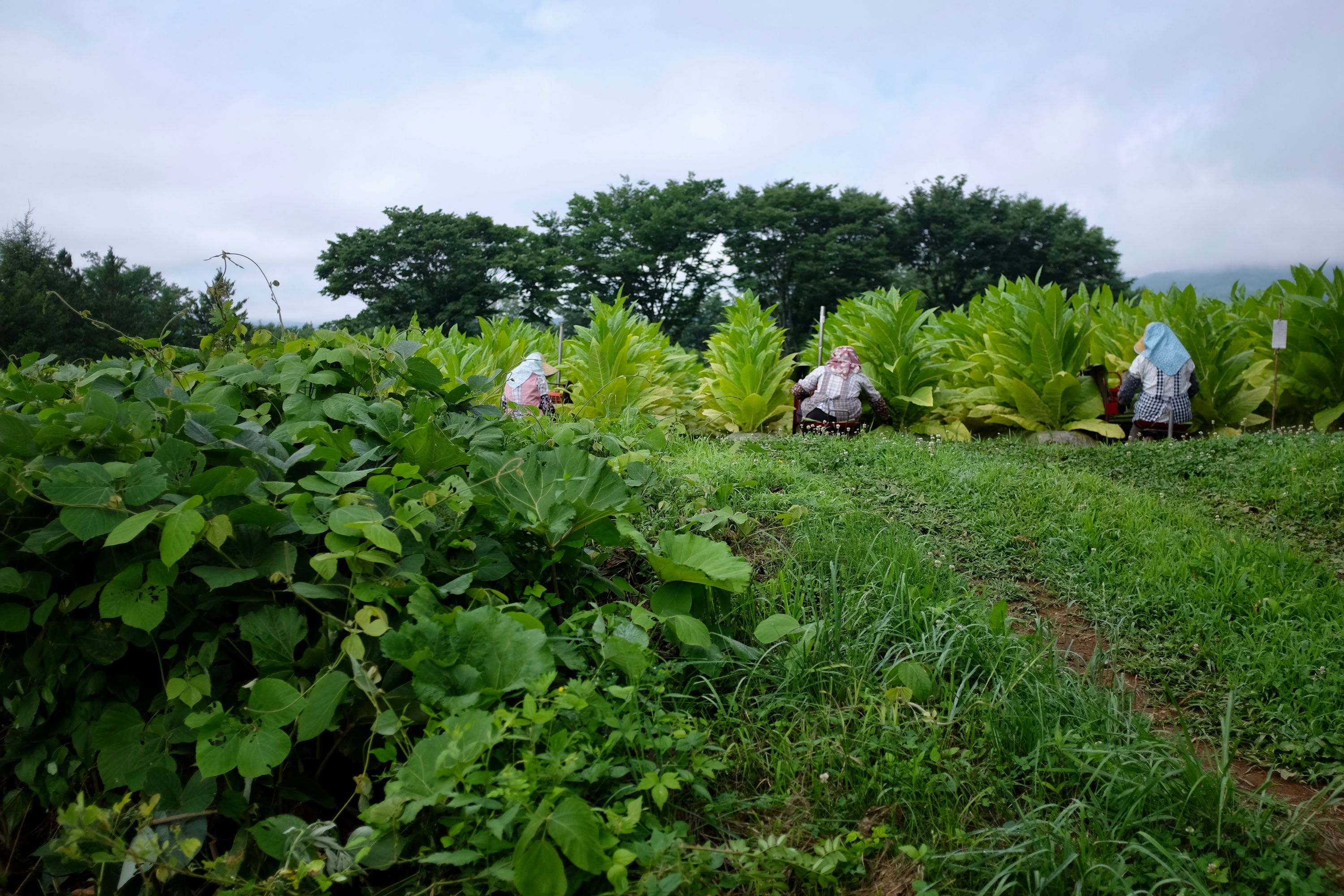 Three women with the backs to the camera tend to tobacco plants.