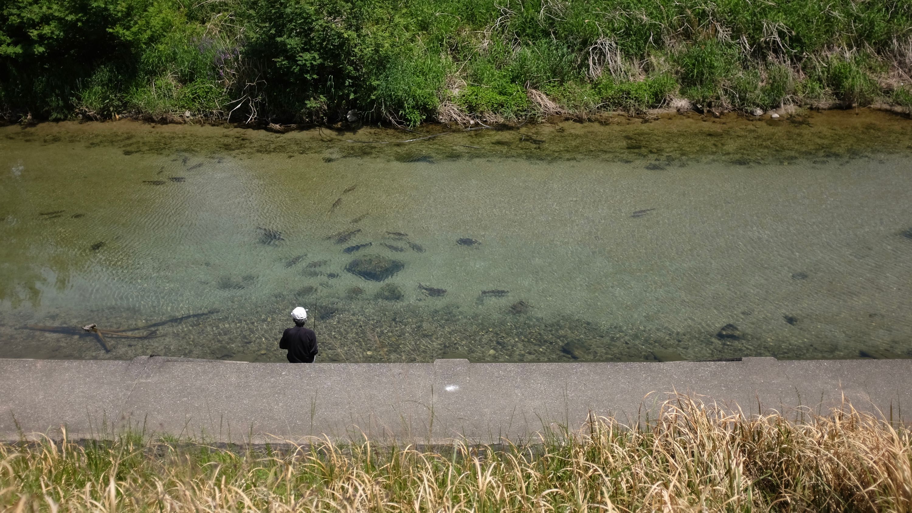 Looking down on a man fishing in a stream, a large group of carp attracted by his bait clearly visible.