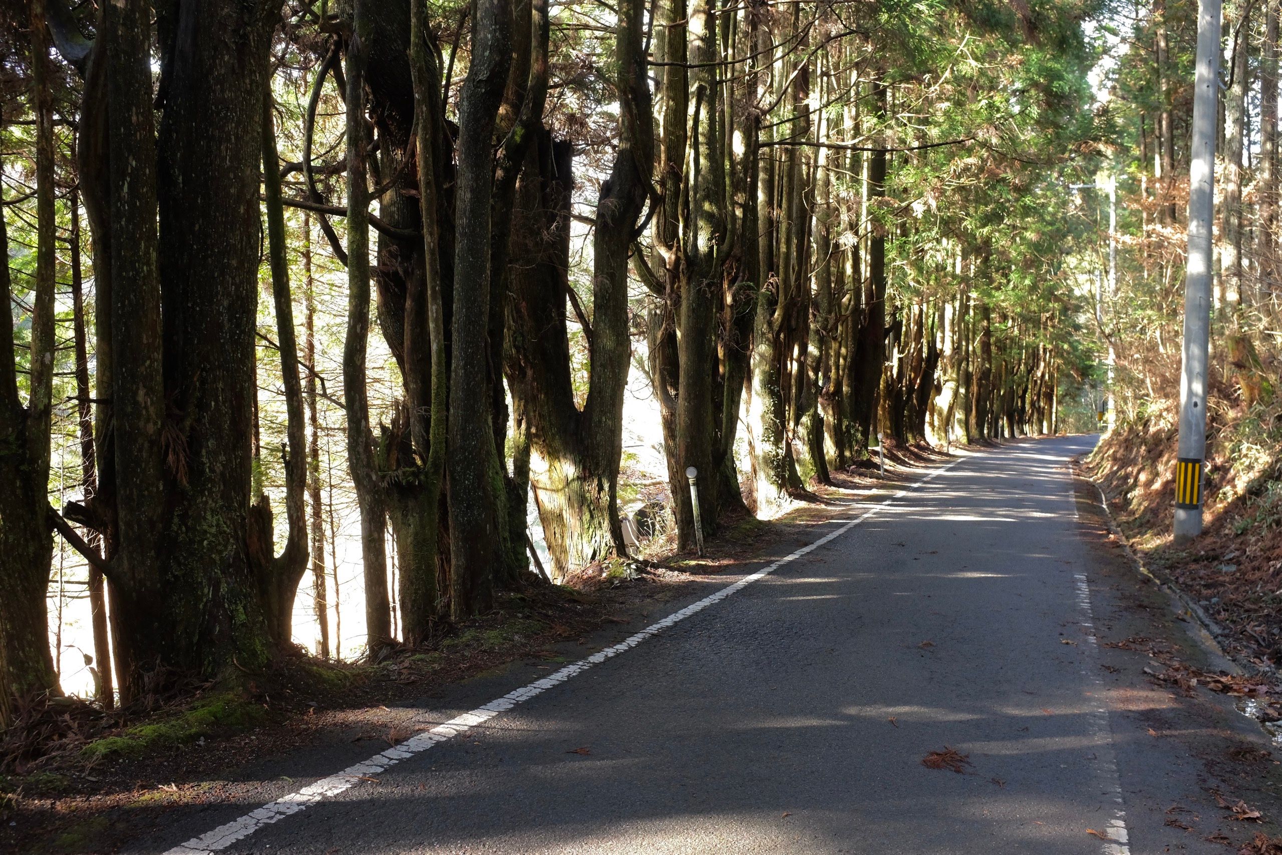 A row of Japanese cypress trees line a sunny country road.