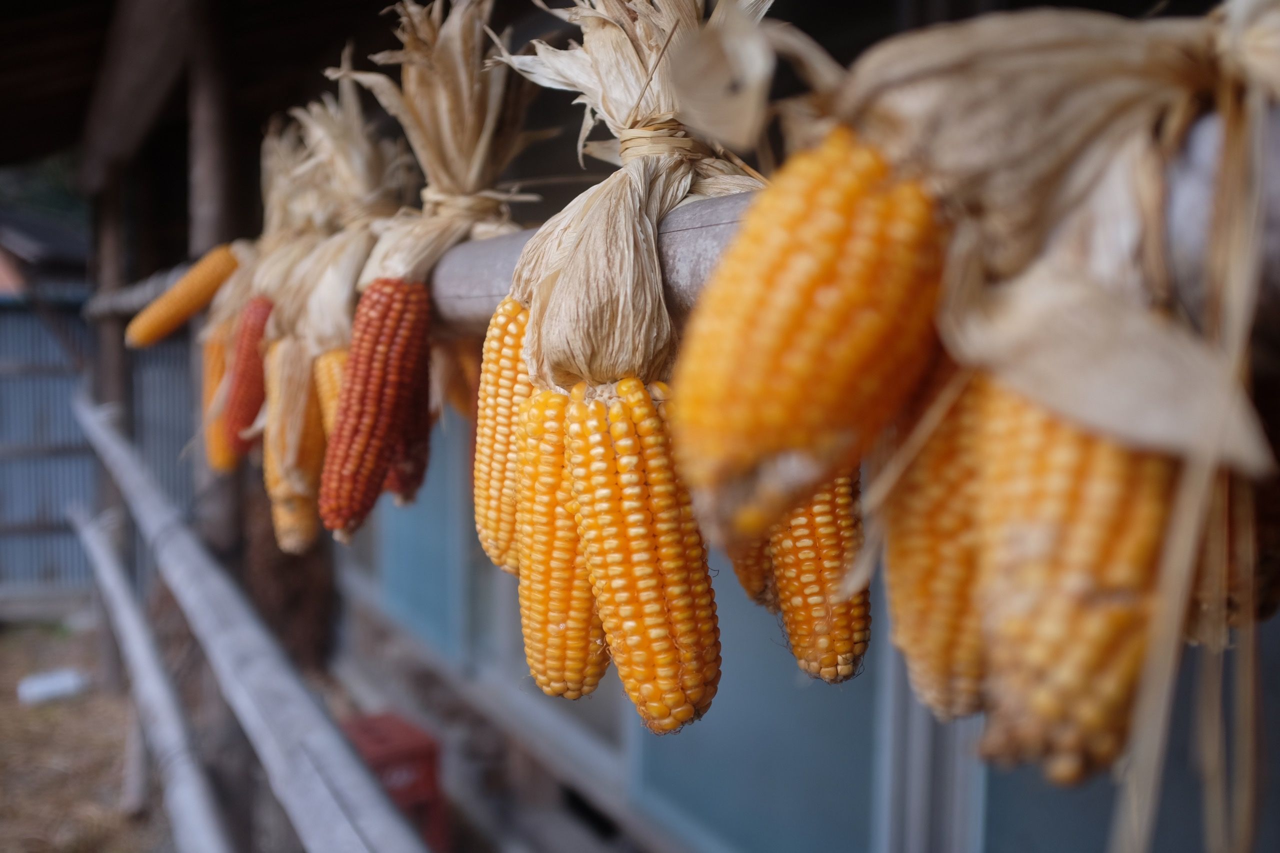 Ears of corn drying on a rack.