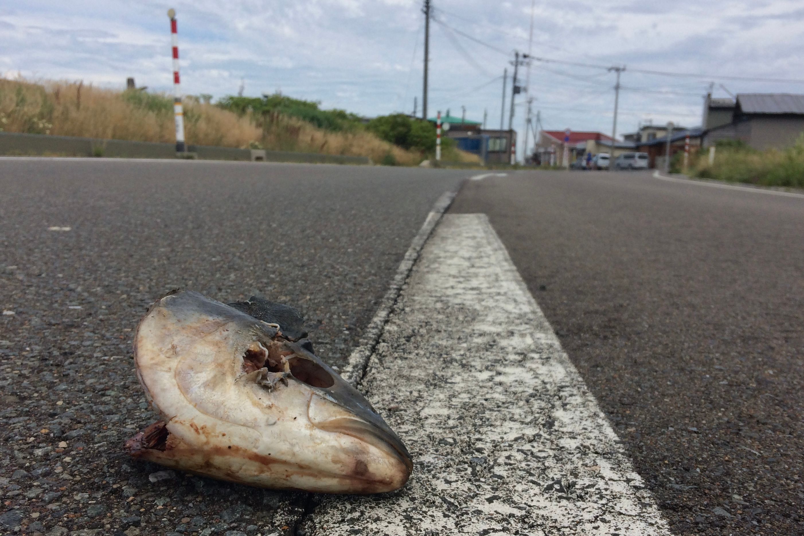 Closeup of a fish head on an asphalt road.