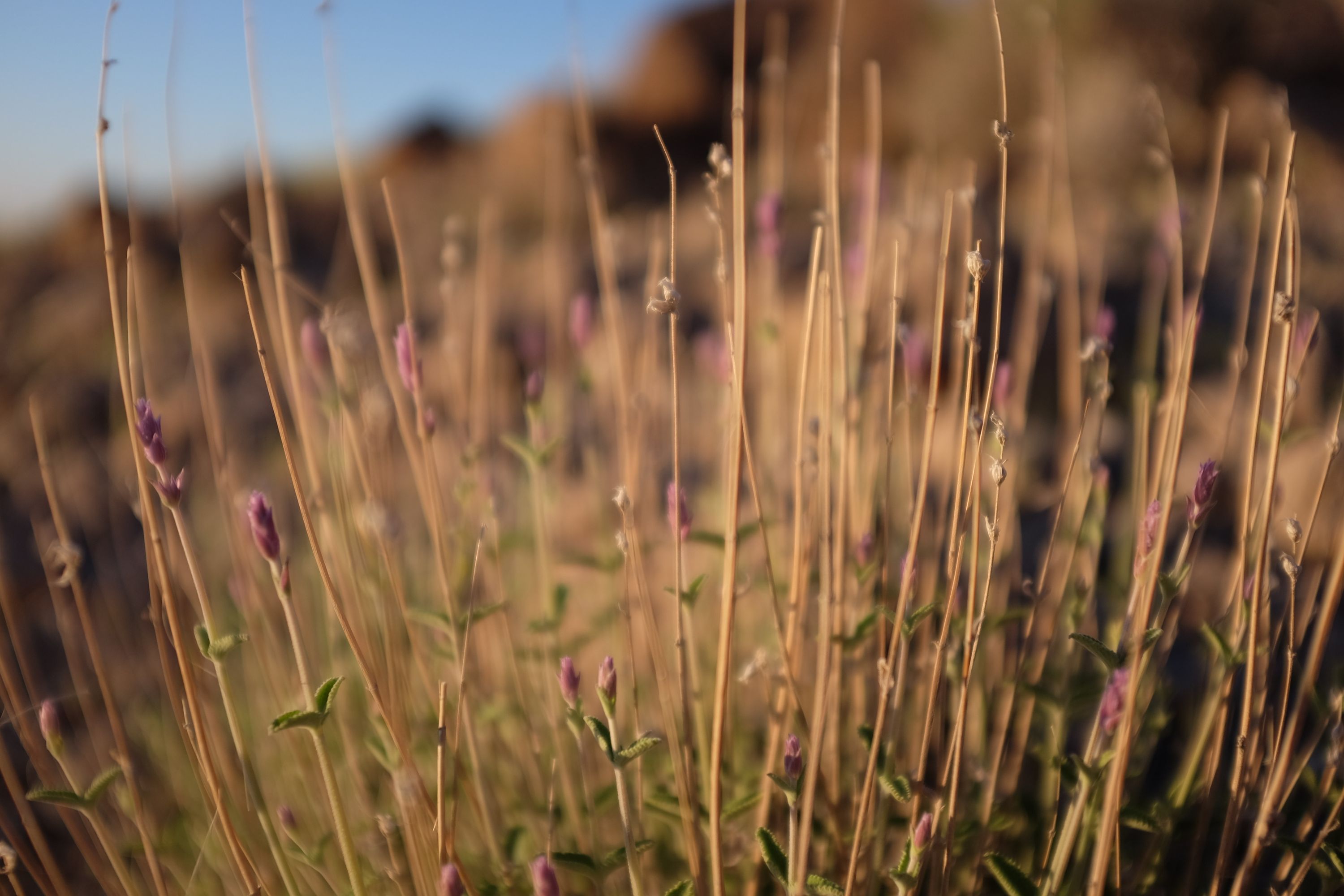 Small pink flowers on dry yellow stalks.