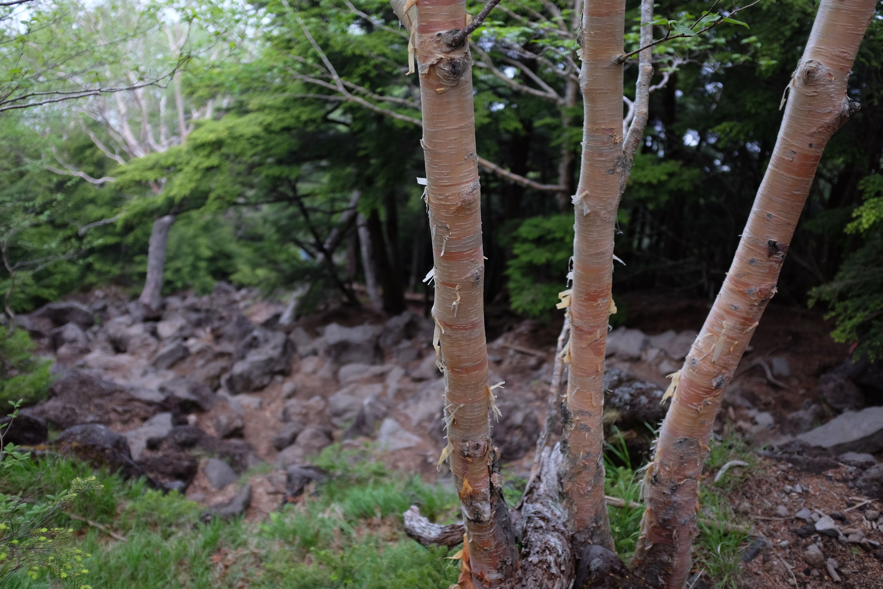 A cluster of three birch trees stands above a rocky path.