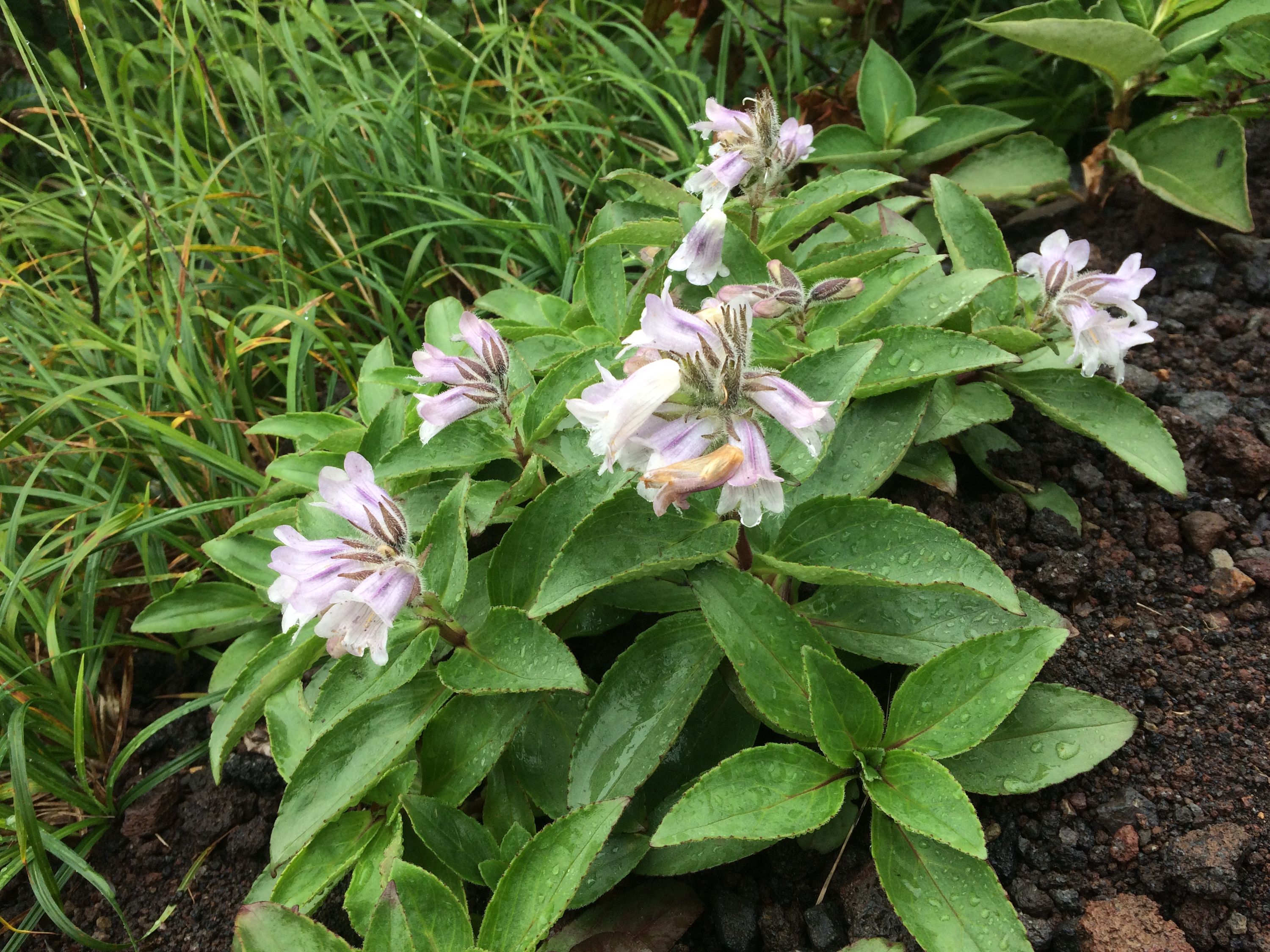 Pink mountain flowers covered in droplets of rain.