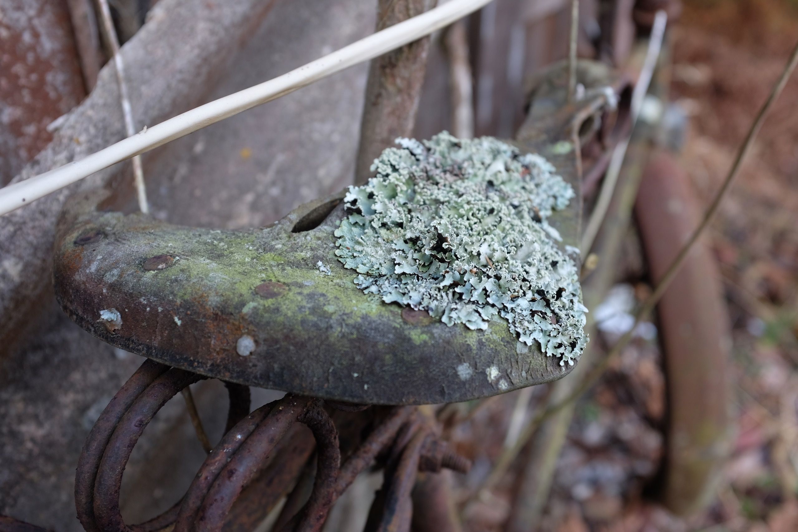A bicycle seat overgrown with leafy lichen.