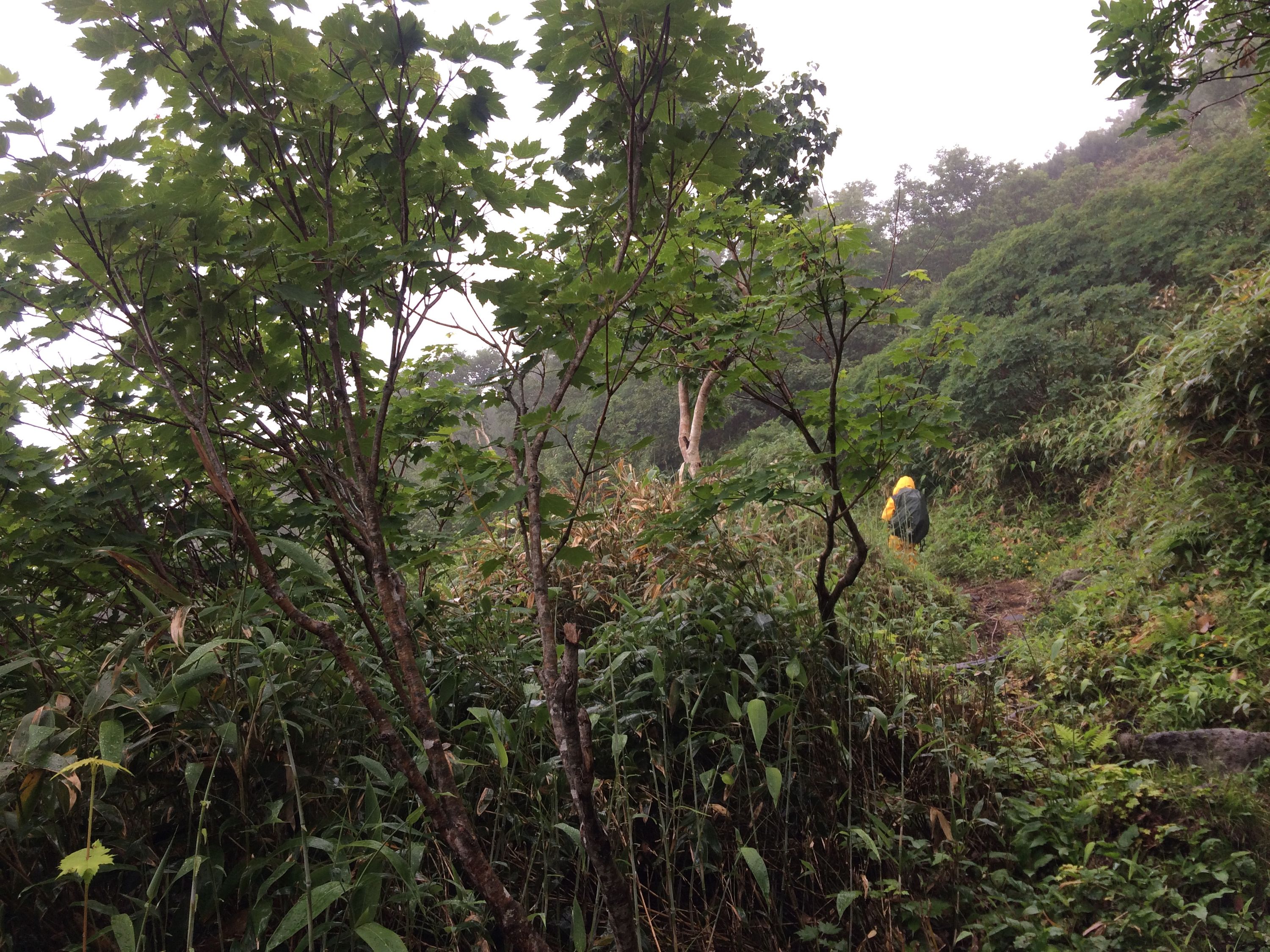 A person in a yellow rain coat walks on a trail through a wet-looking forest.