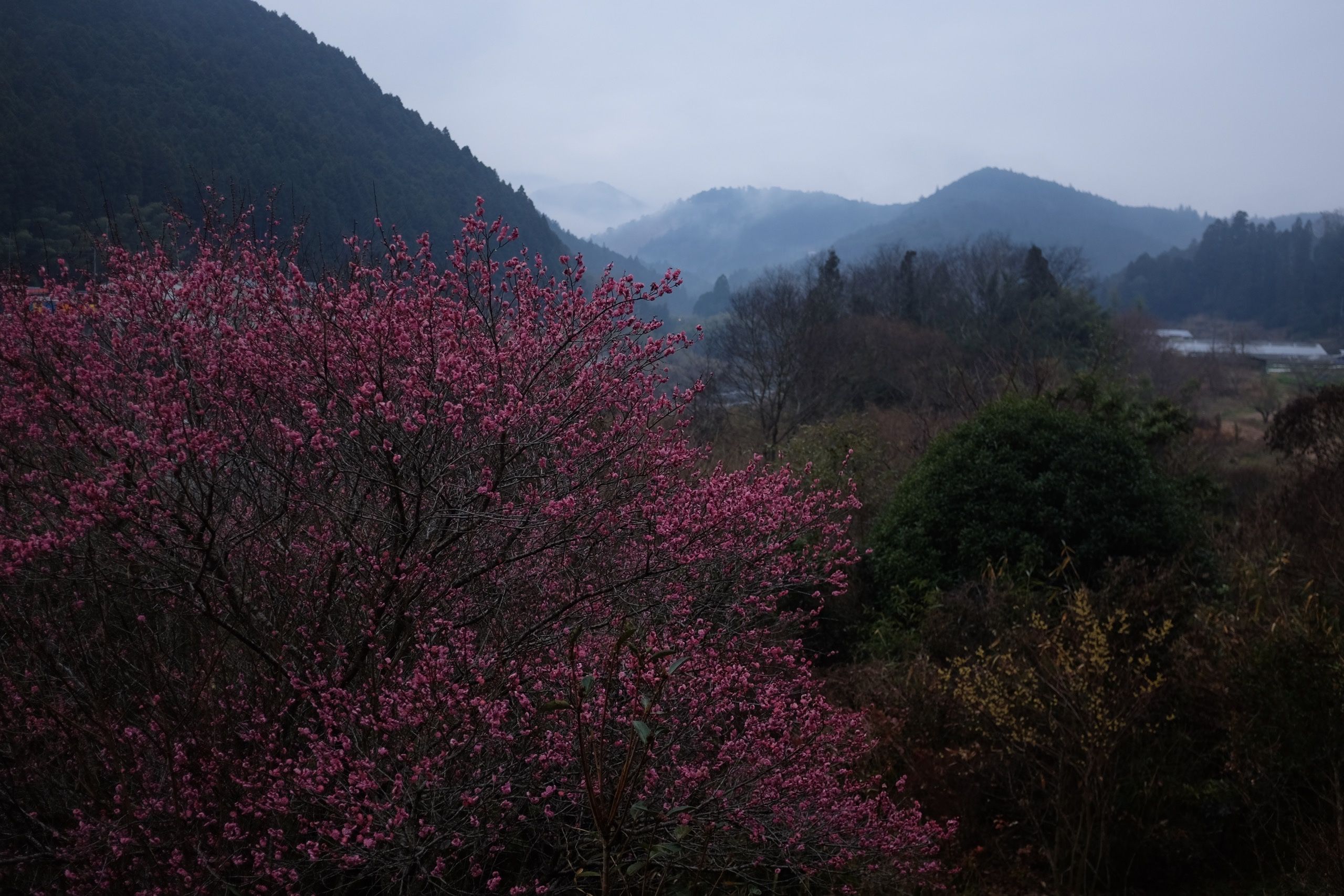 A plum tree in full pink bloom in a valley hung with low clouds.