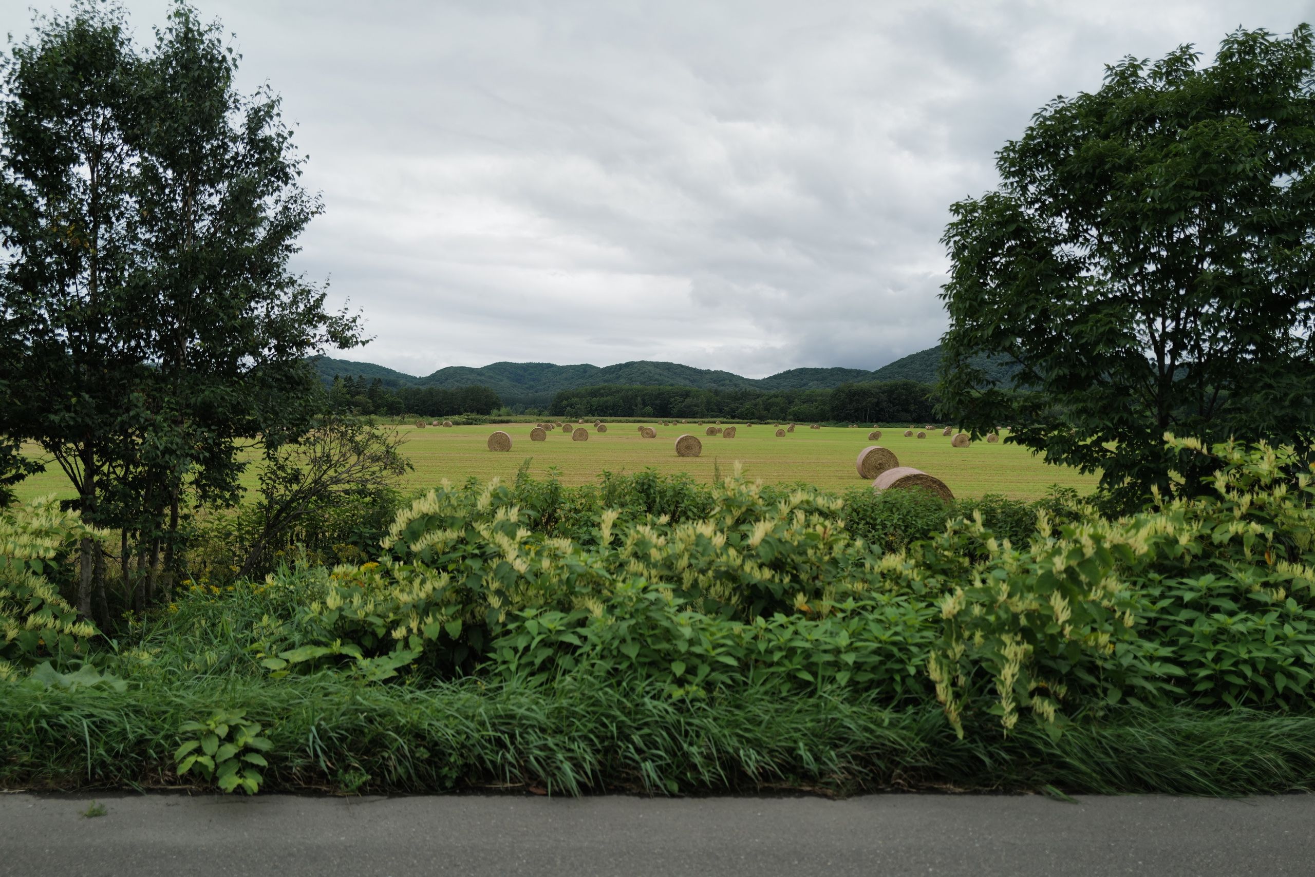 Bales of hay on a late summer field