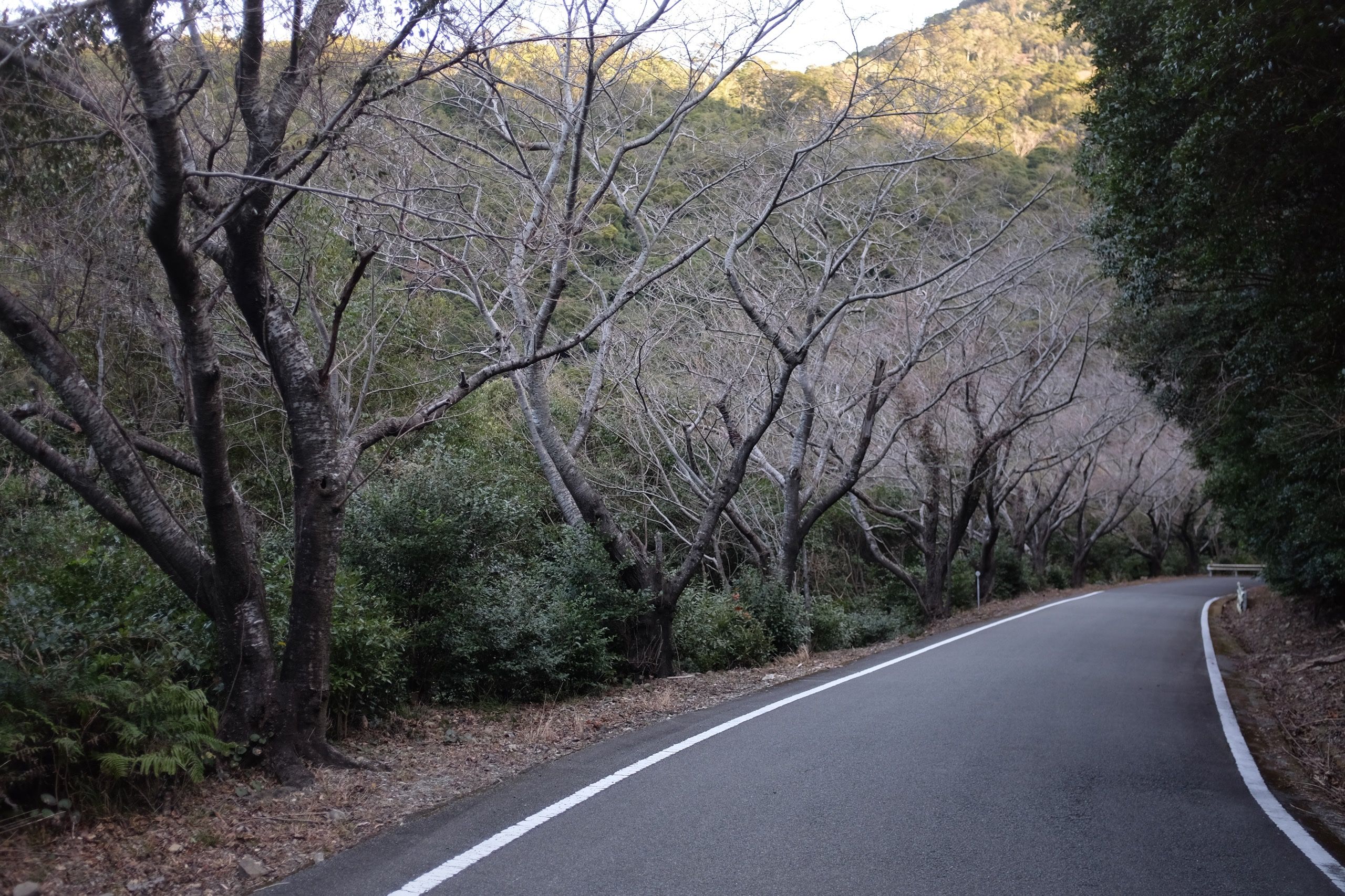 A narrow road lined with cherry trees still without flowers or leaves.