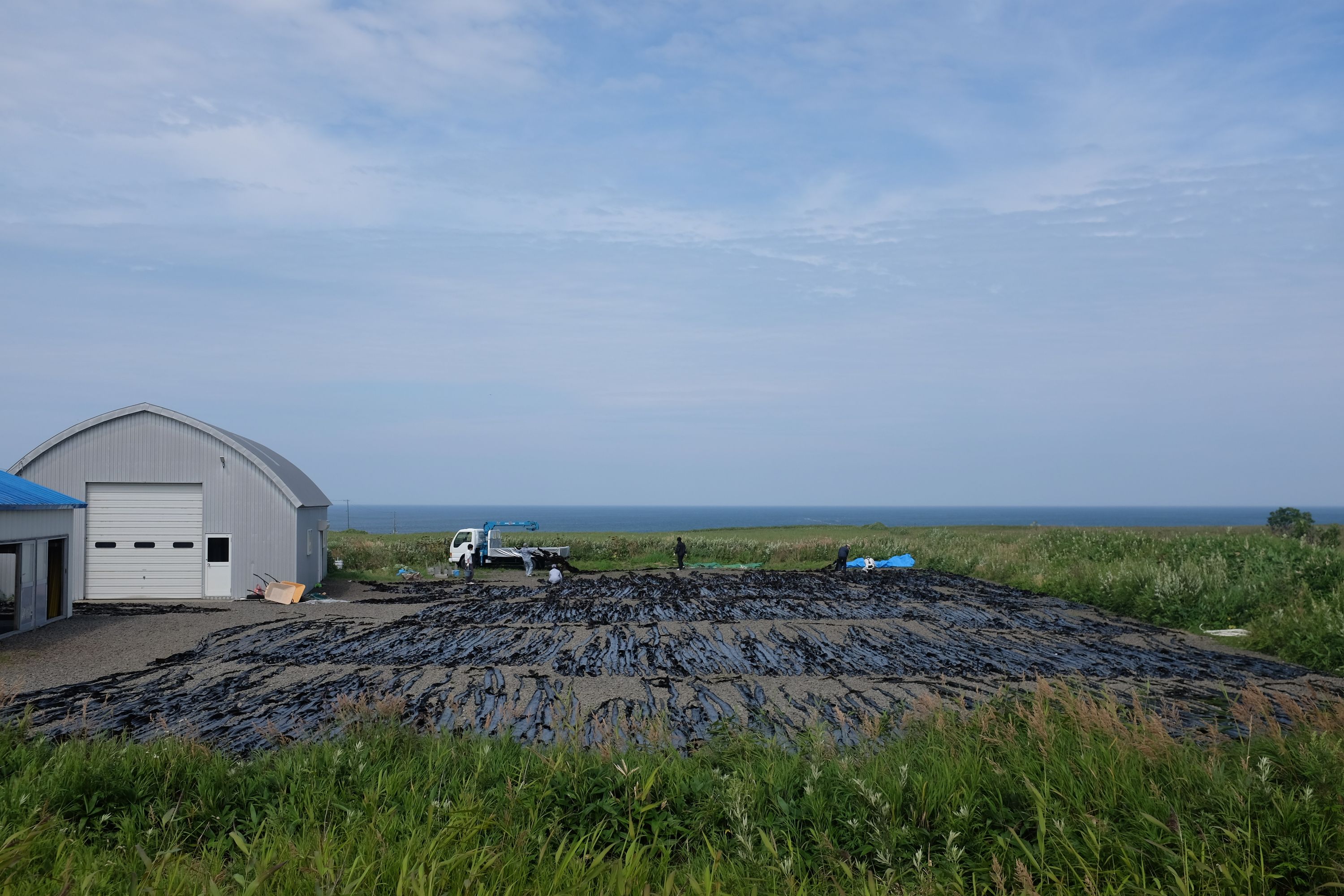 Lots of kelp drying by a shed, with the sea in the background.