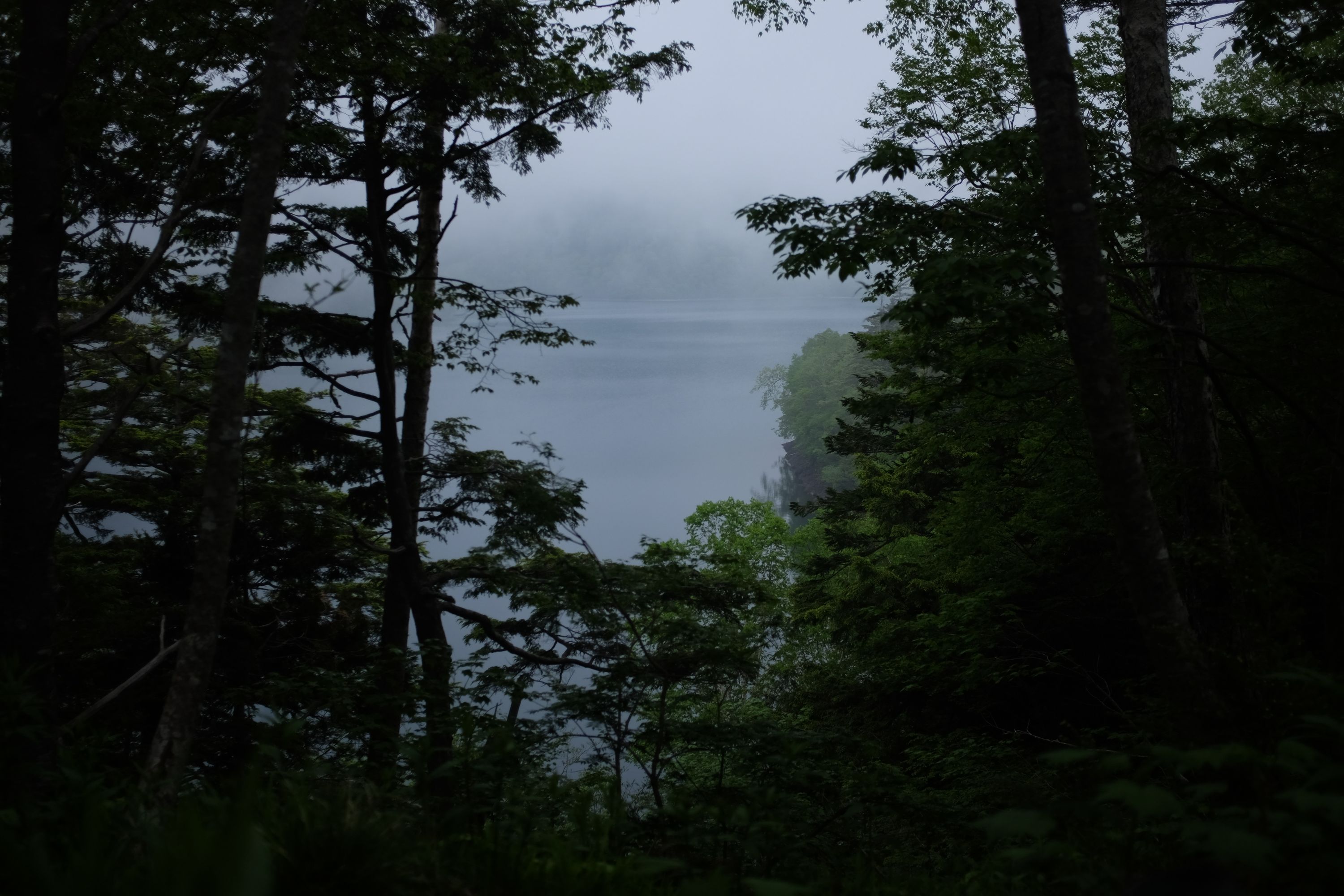 A view of a lake through a forest.