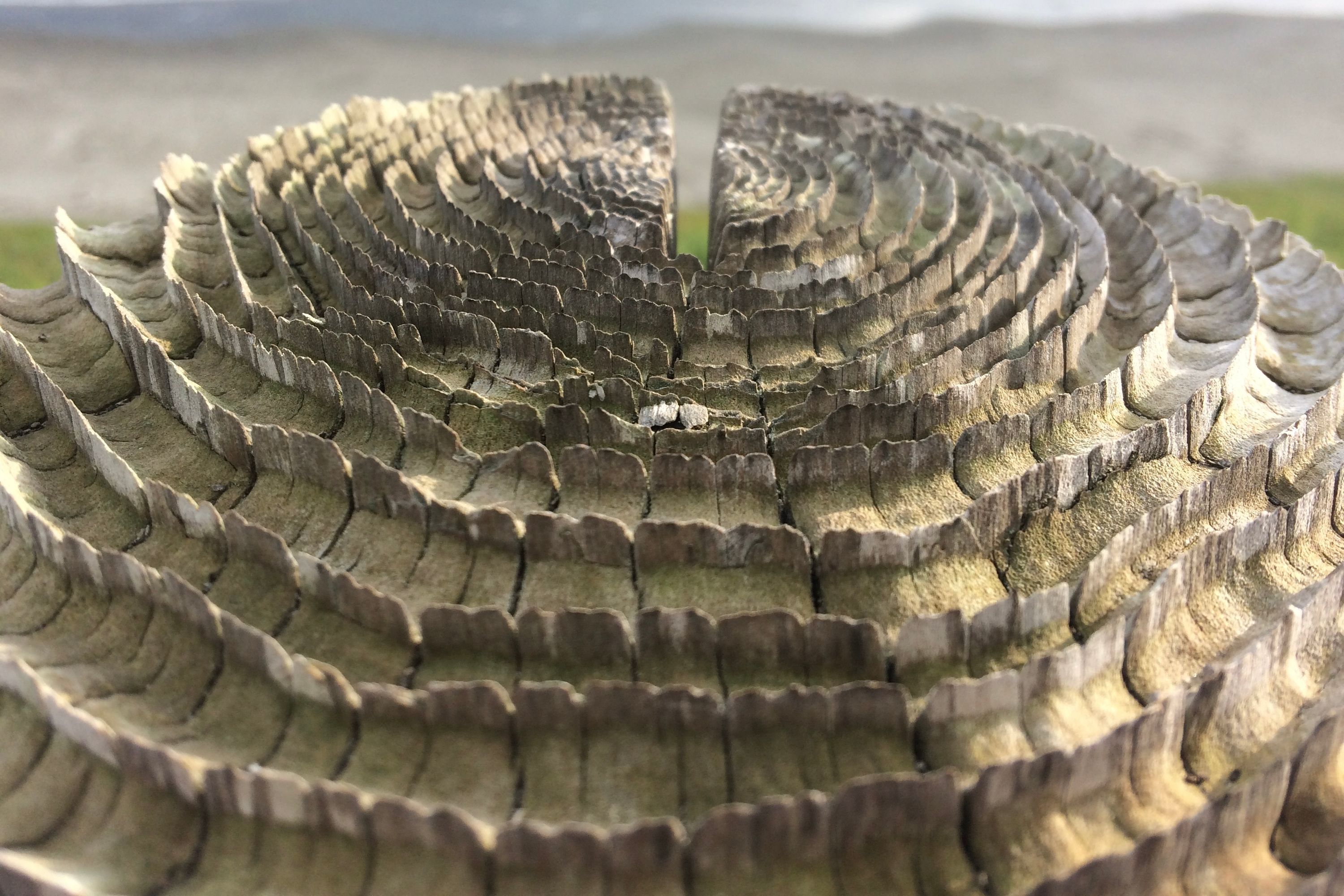 The top of a wooden column rail eroded in a strange way, with ridges rising in concentric circles.