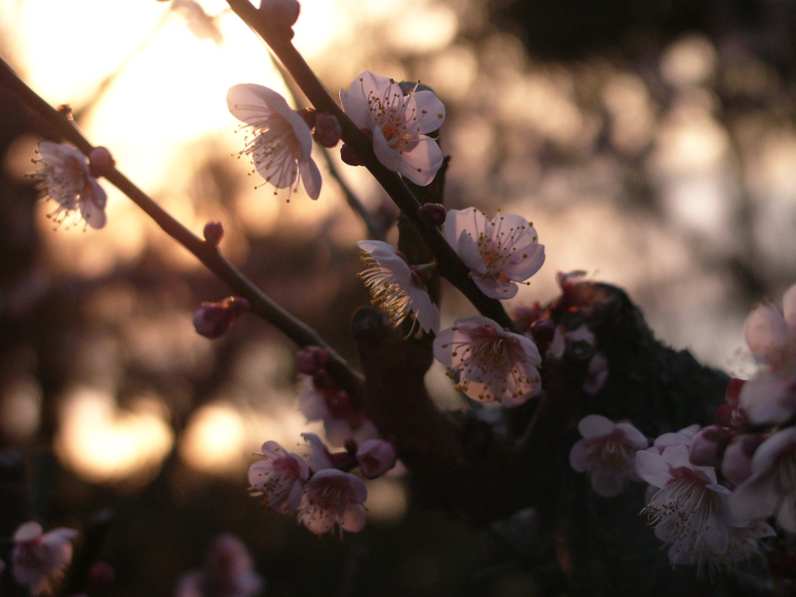 Very beautiful cherry blossoms lit up from behind by the setting sun.