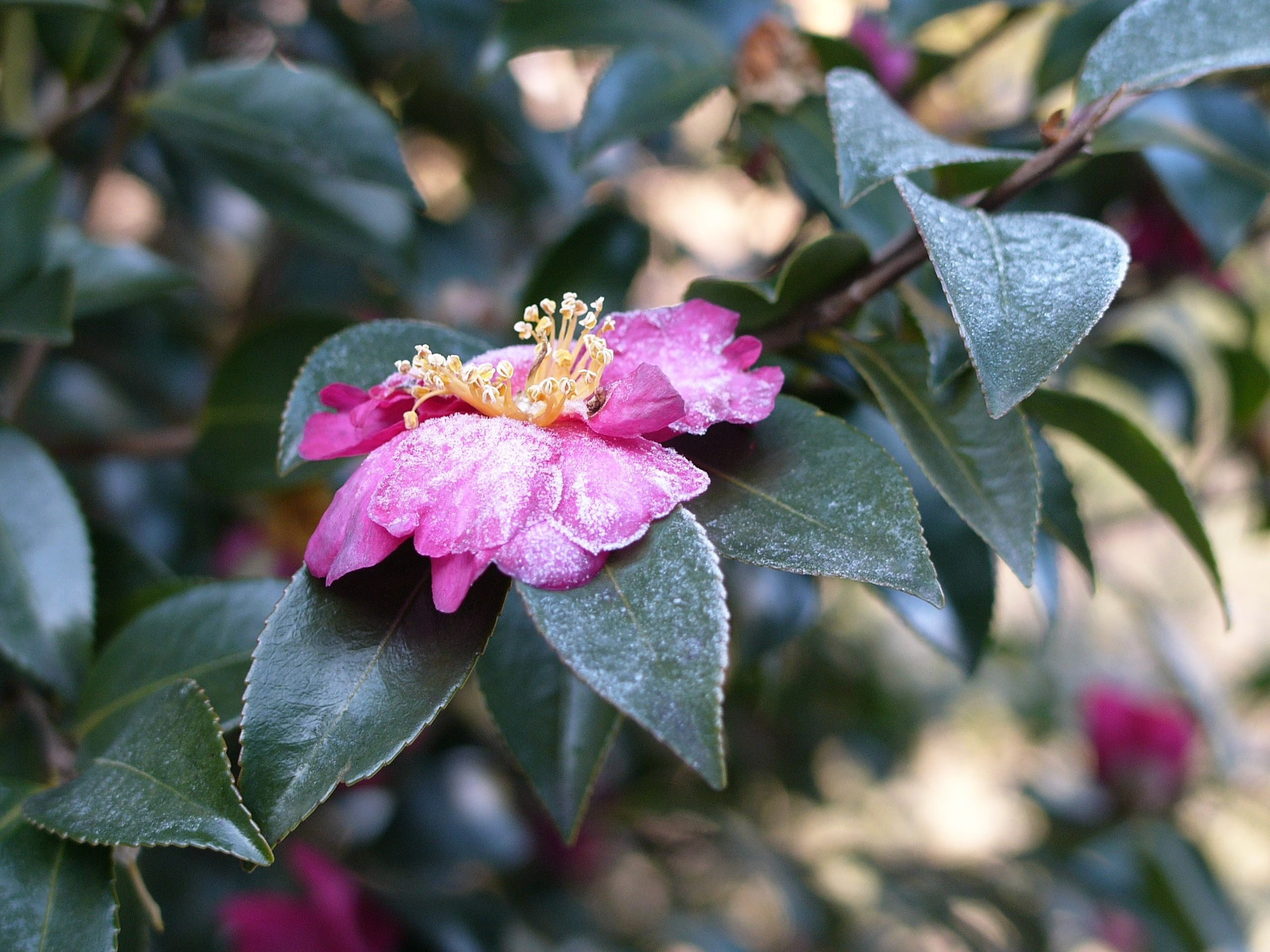 Closeup of a camellia flower dusted with ice.