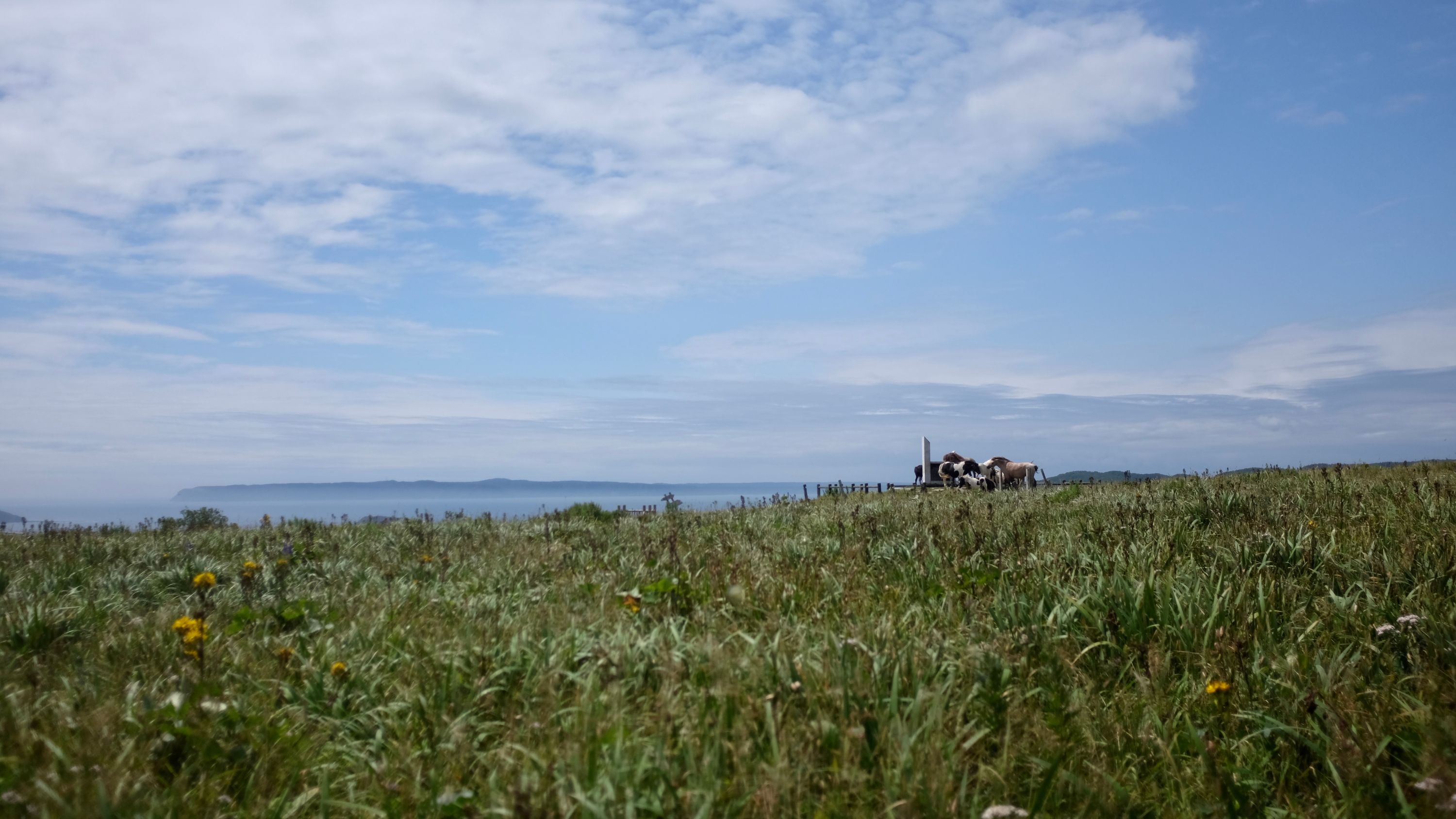A small herd of horses huddle against the wind on a meadow by the ocean.