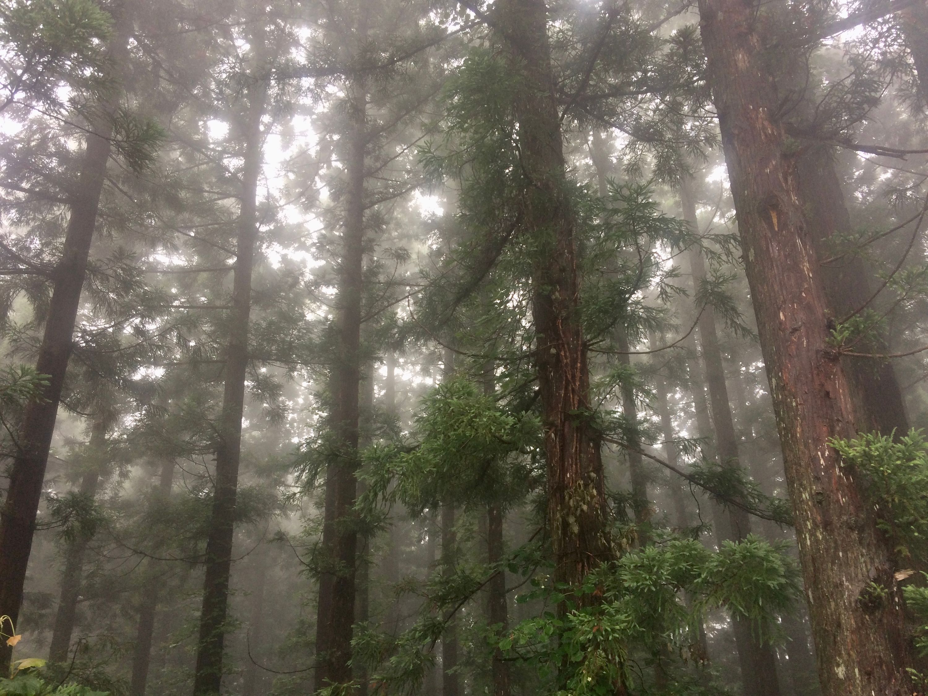 Looking at the tree trunks in a very gloomy cedar forest.
