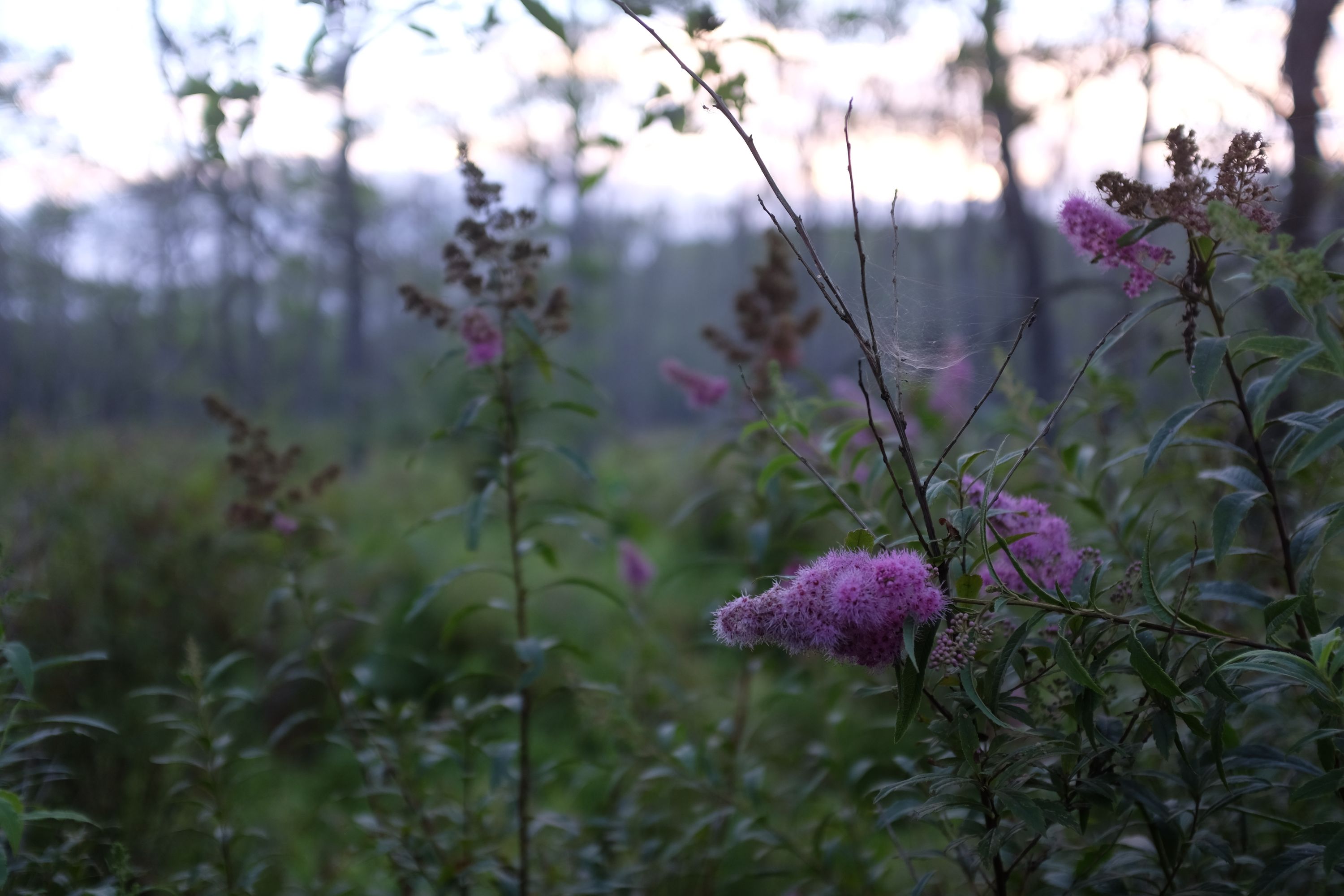 Purple flowers in the evening light.