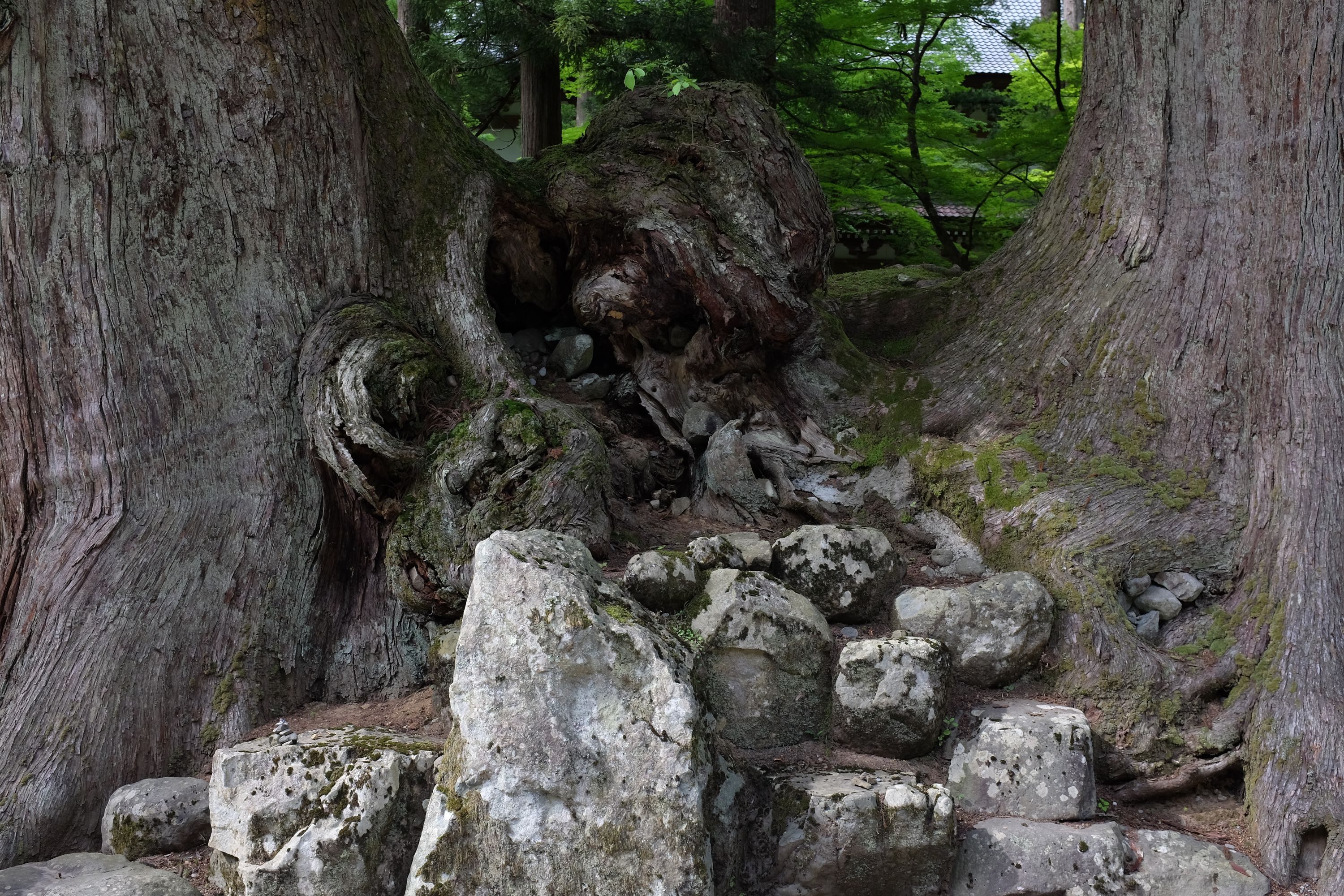 A rocky path between the trunks of two big trees, with the roof of a Japanese building behind them.