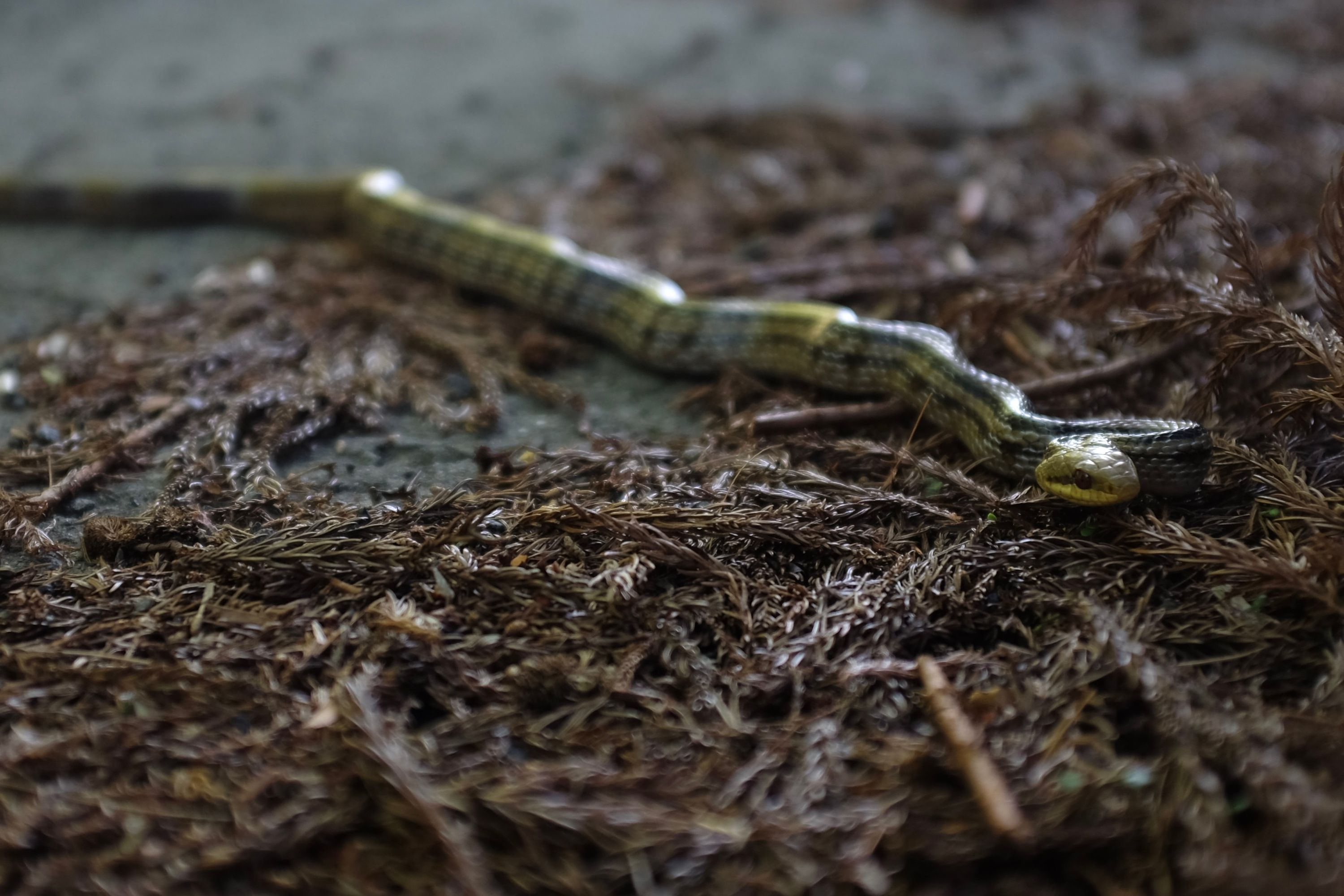 Closeup of the same snake.