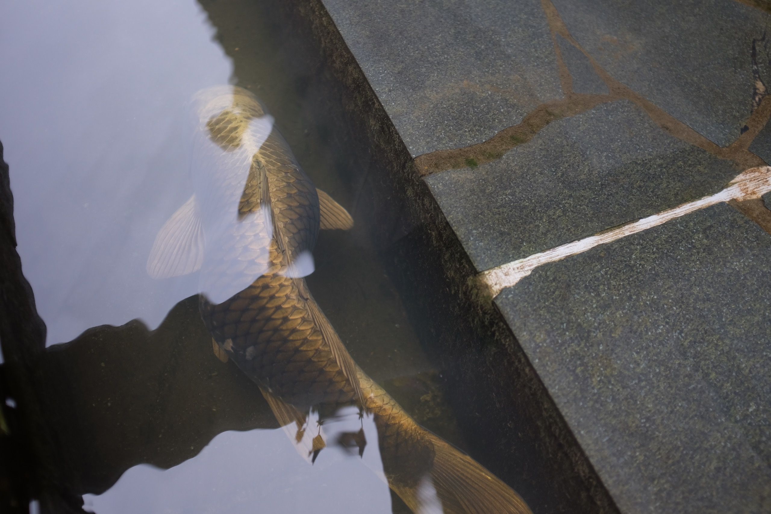 A carp with a large curve in its spine swims in a canal by a street paved with large stones.