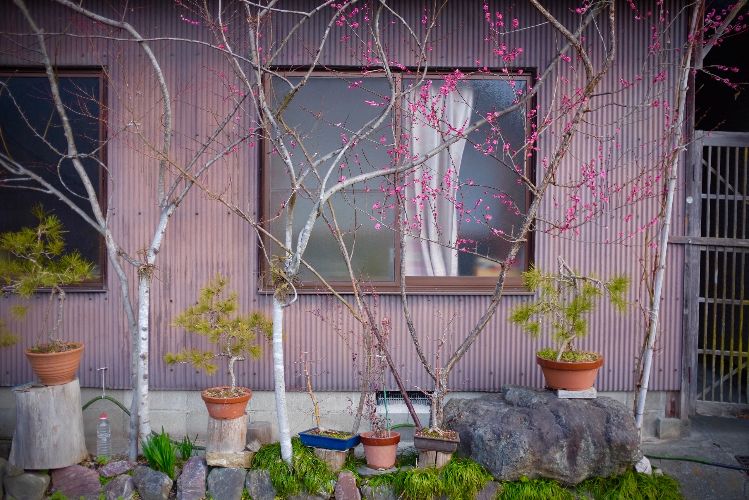 A small blooming plum tree in front of a corrugated pink house.