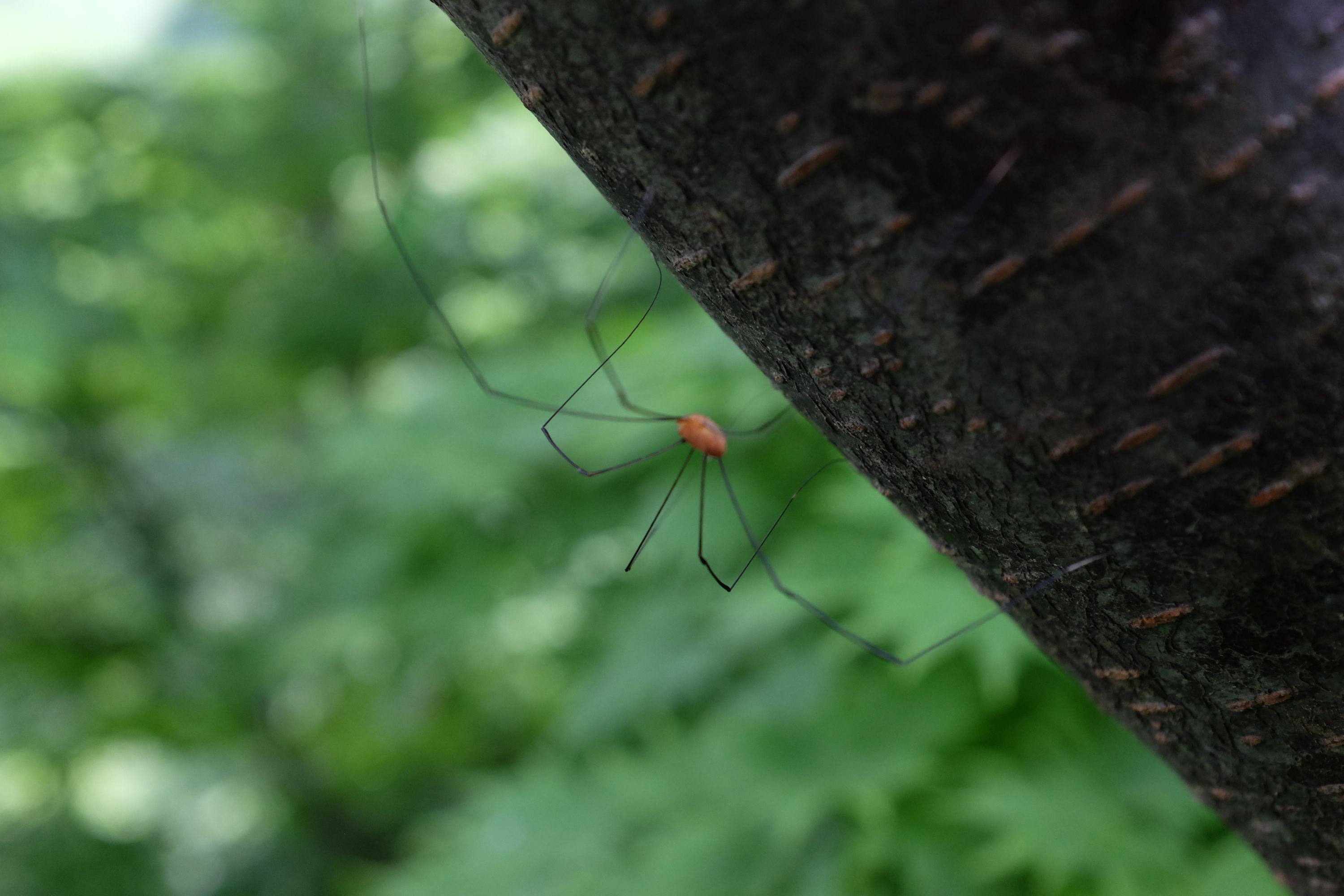 A harvestman spider climbs up a tree.