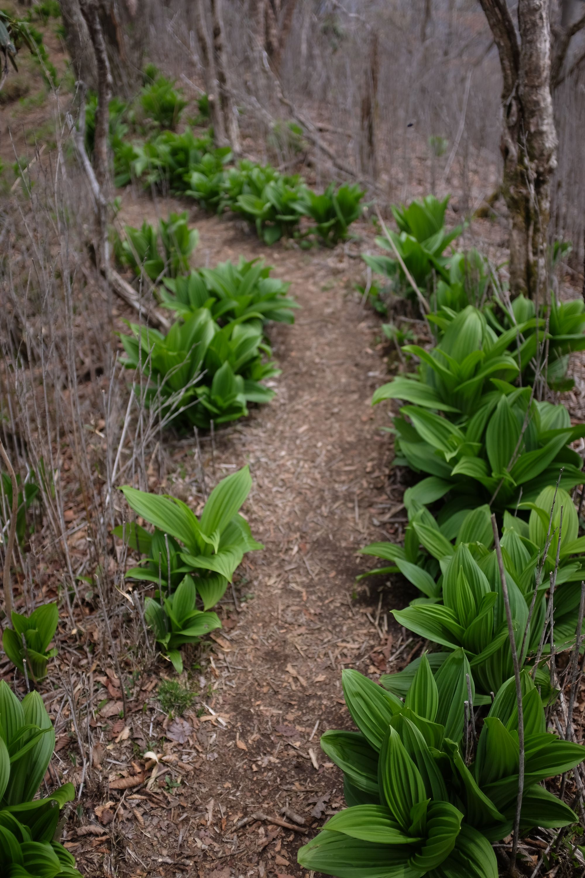 Fresh green leaves line a path on a mountain in an otherwise grey-brown landscape.