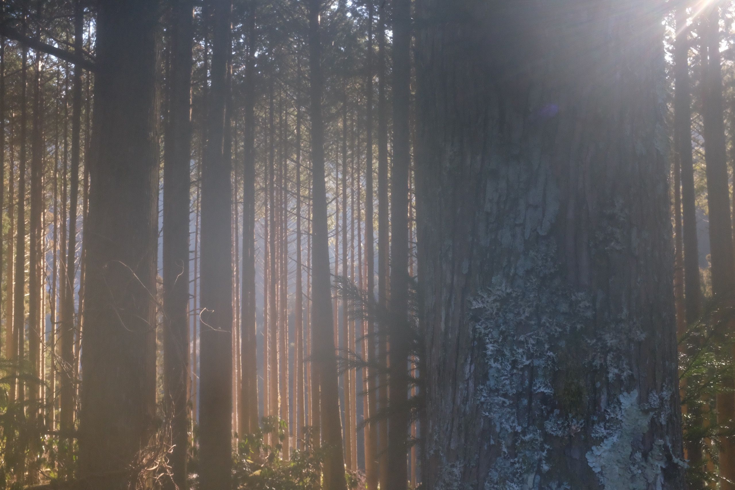 The morning light filters through a cedar forest.