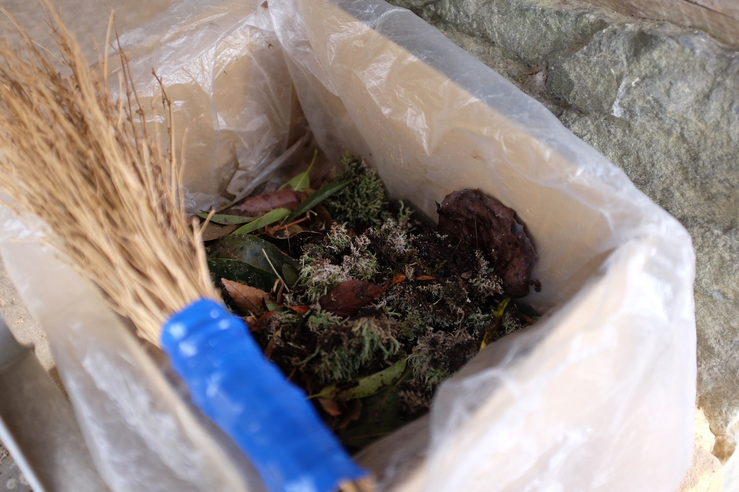 Moss and old leaves in a cardboard box lined with plastic.