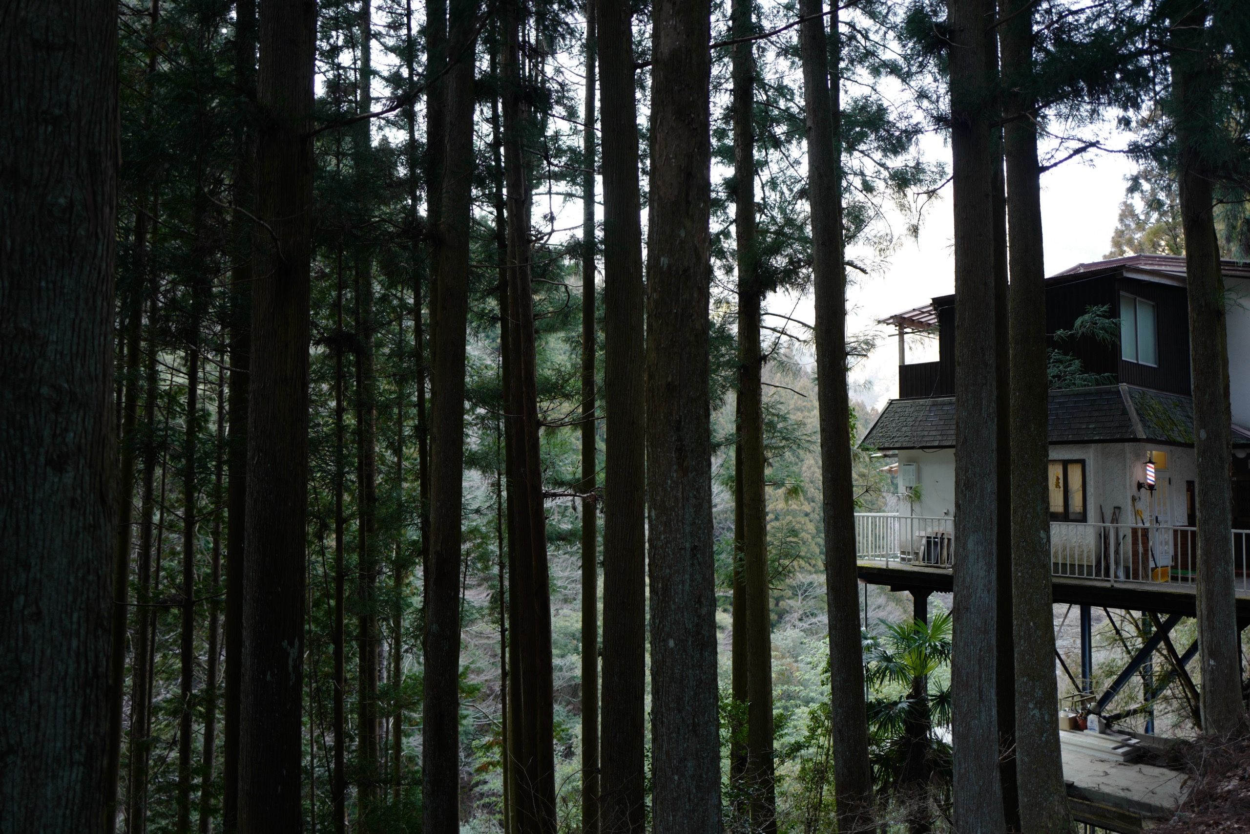 A house raised on stilts stands in a steep forest of vertical trunks.