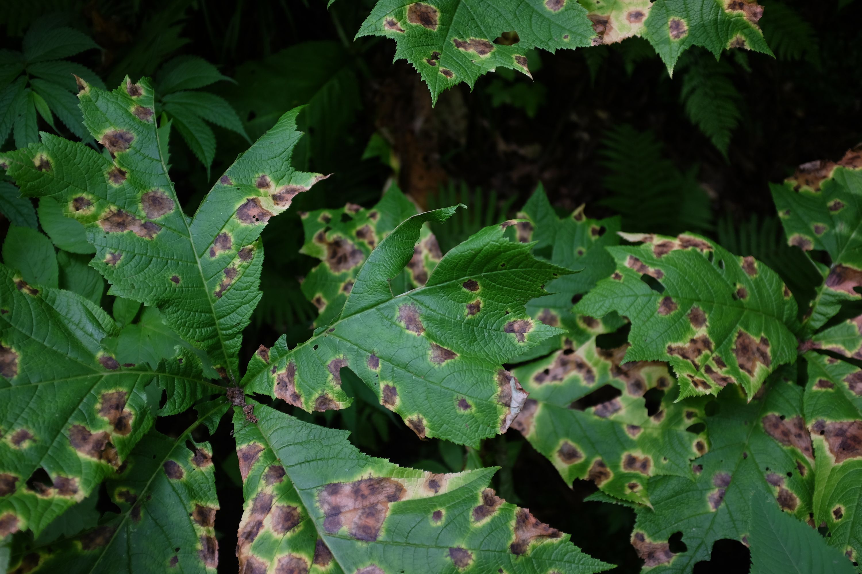 Very green leaves covered in brown-yellow dots.