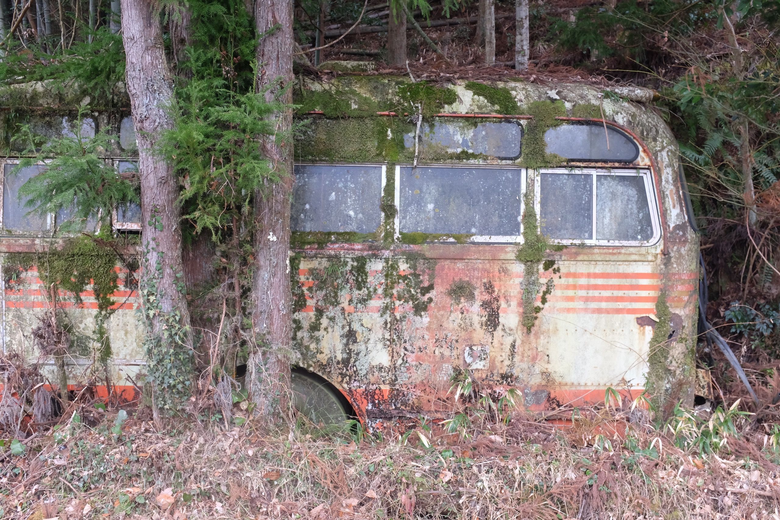 A very old bus overgrown with plants stands between trees.