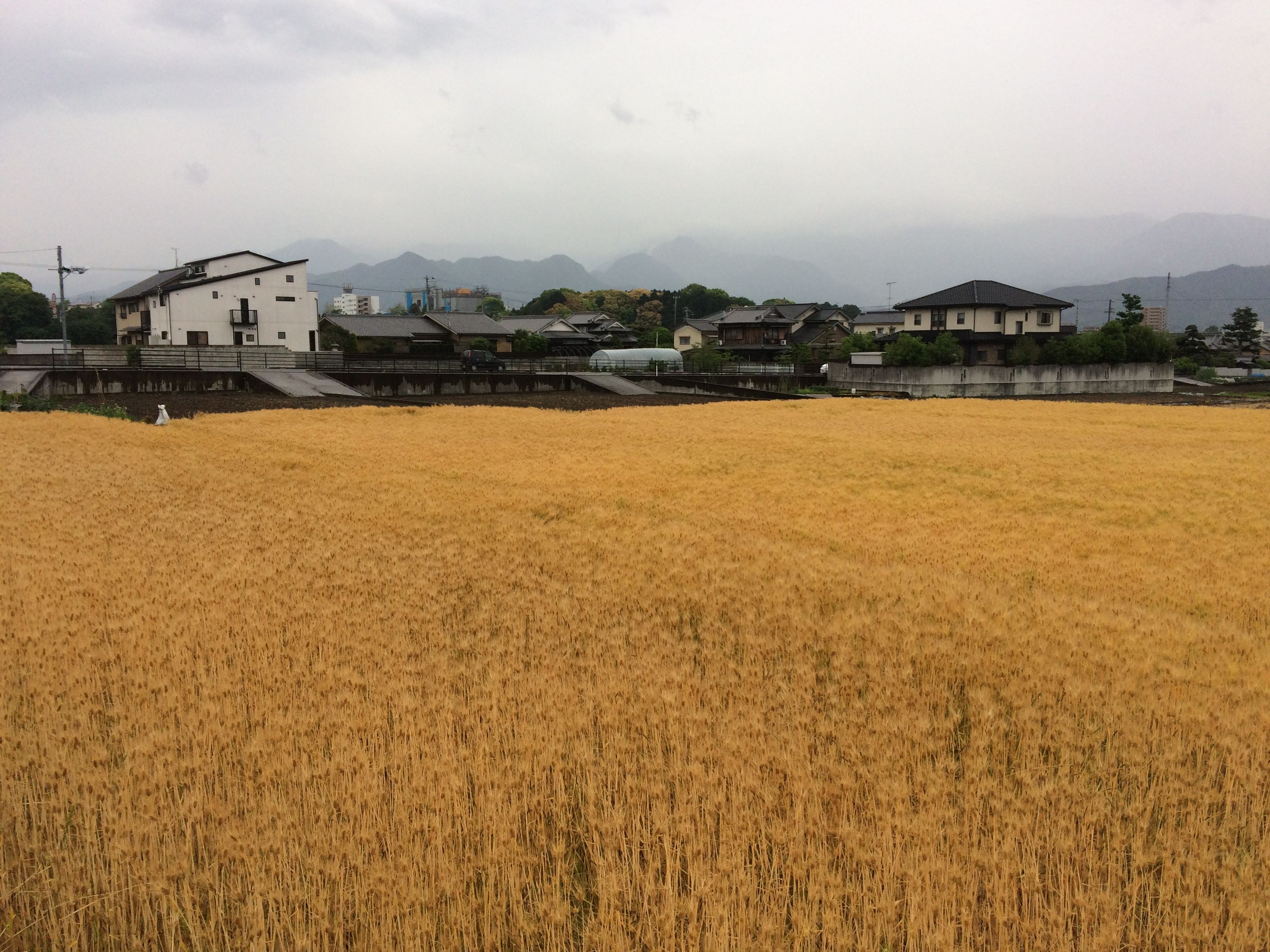 A field of golden grass-like plants in front of houses and mountains half-obscured by swirling grey clouds.
