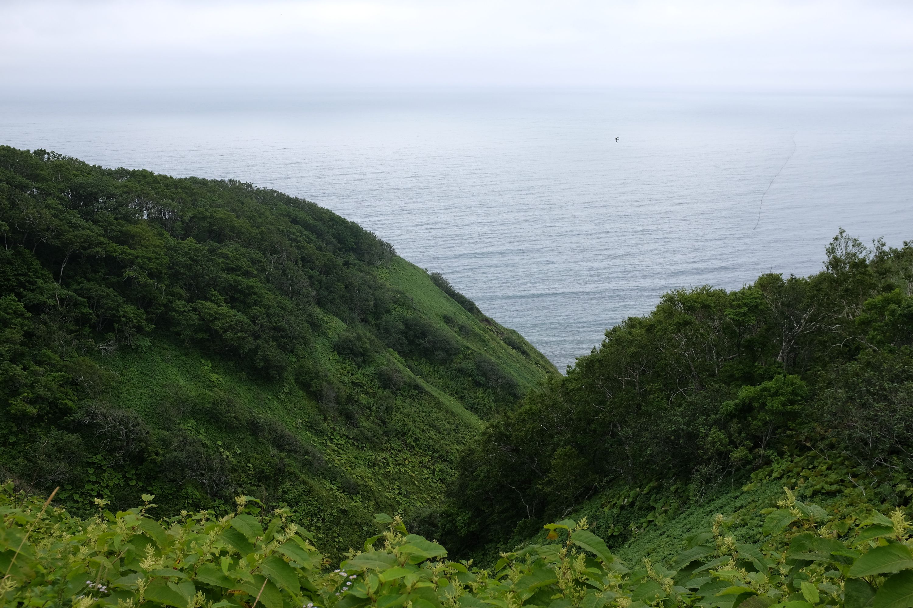 Green hills above a grey ocean.