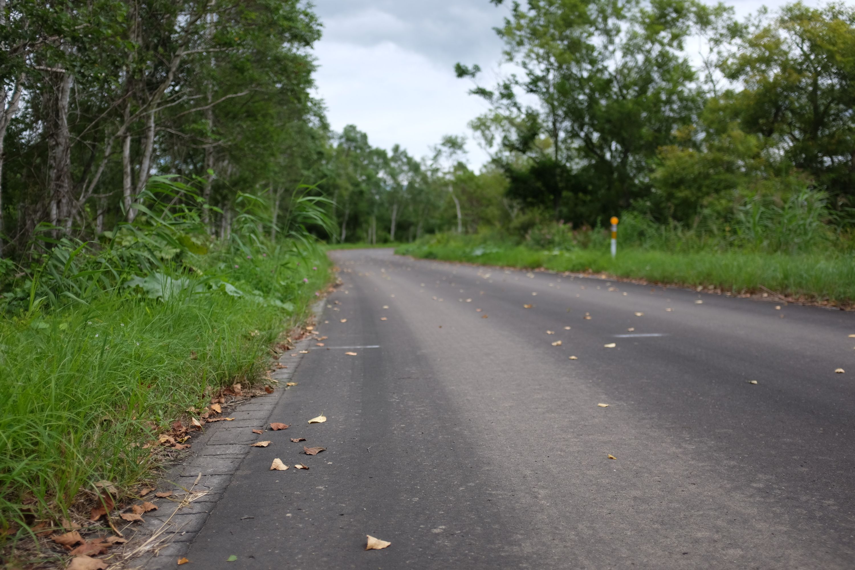 A narrow county road in a green, lightly forested landscape.