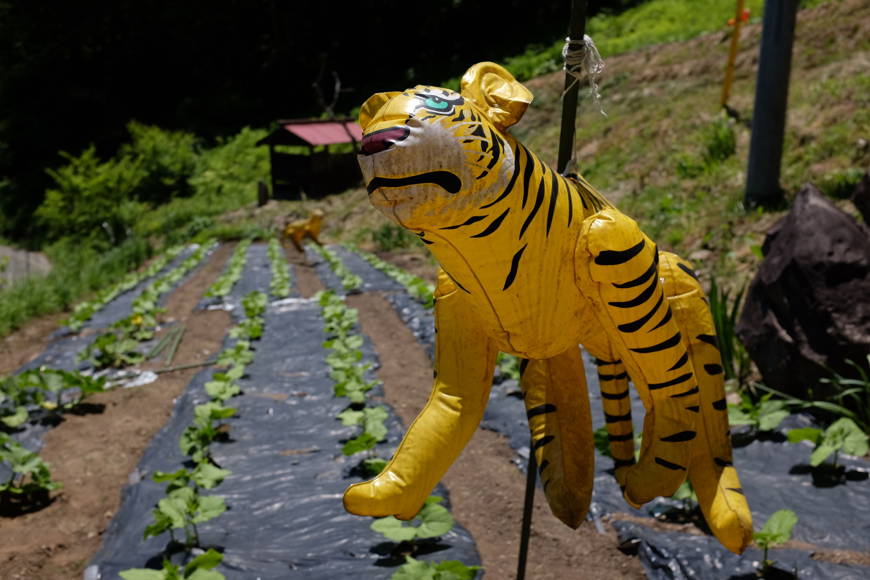 An inflatable tiger acts as a scarecrow in a vegetable field.