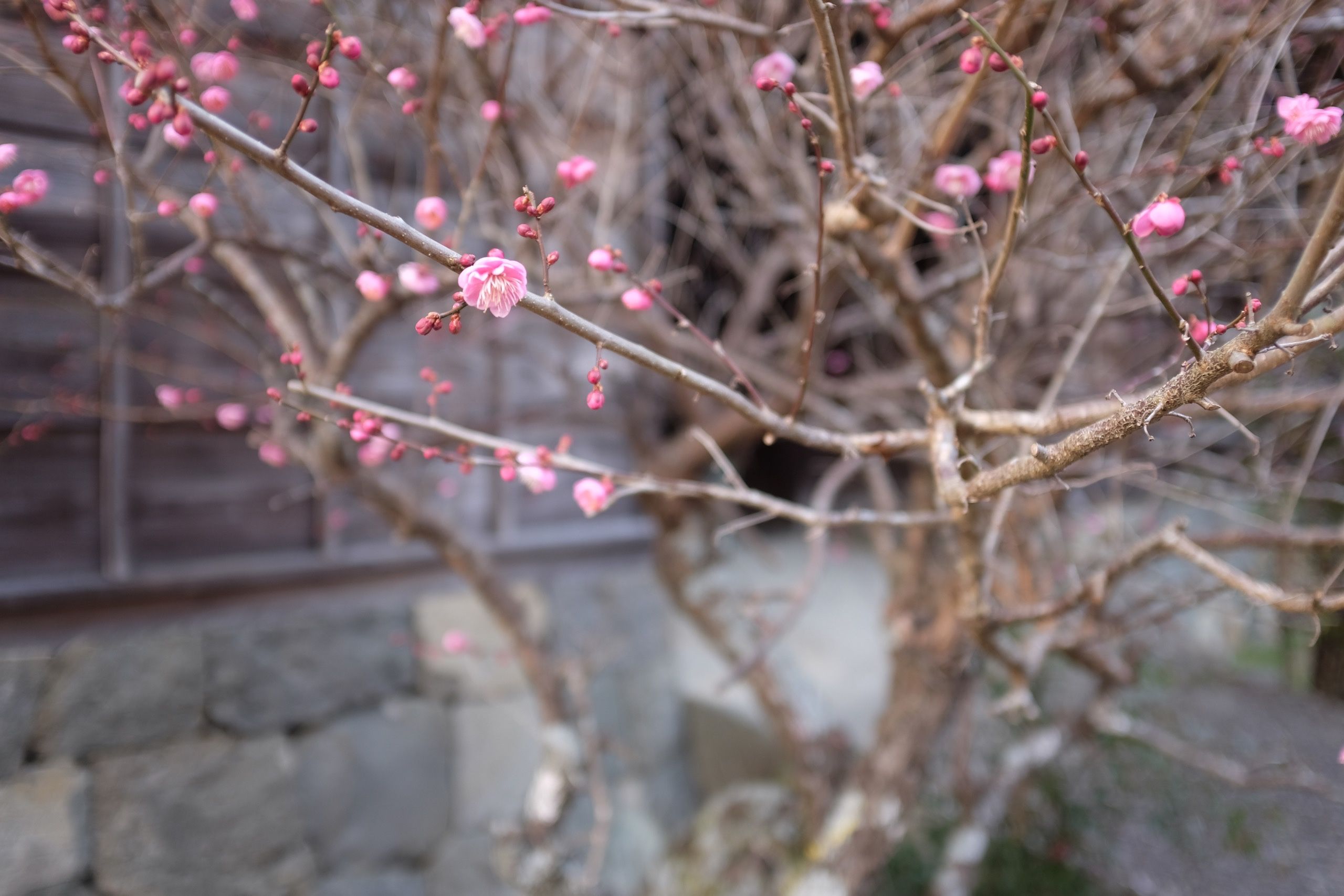 A branch of a plum tree bearing pink flowers.