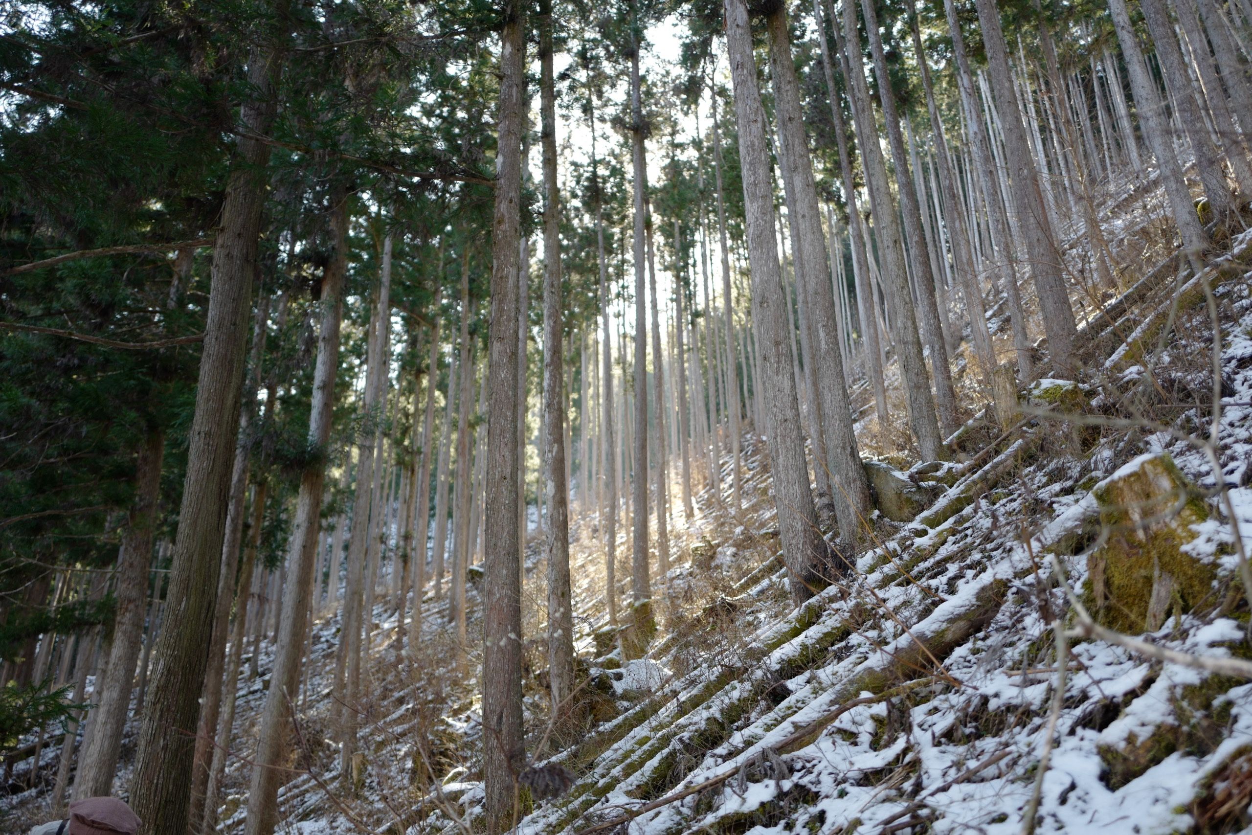 Sunlight filters through the vertical trunks in a cedar forest.