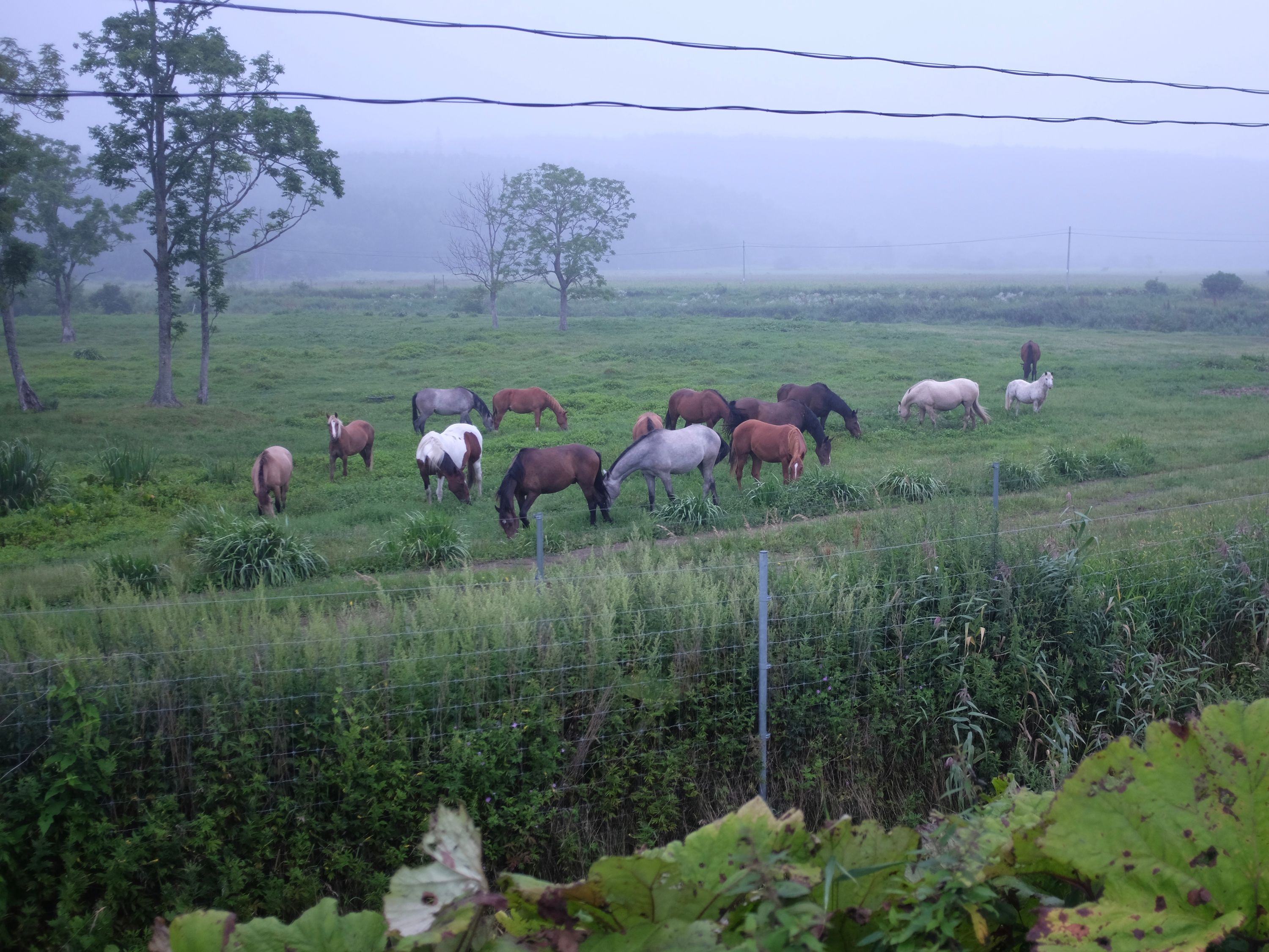 More than a dozen horses graze in a field on a foggy evening.