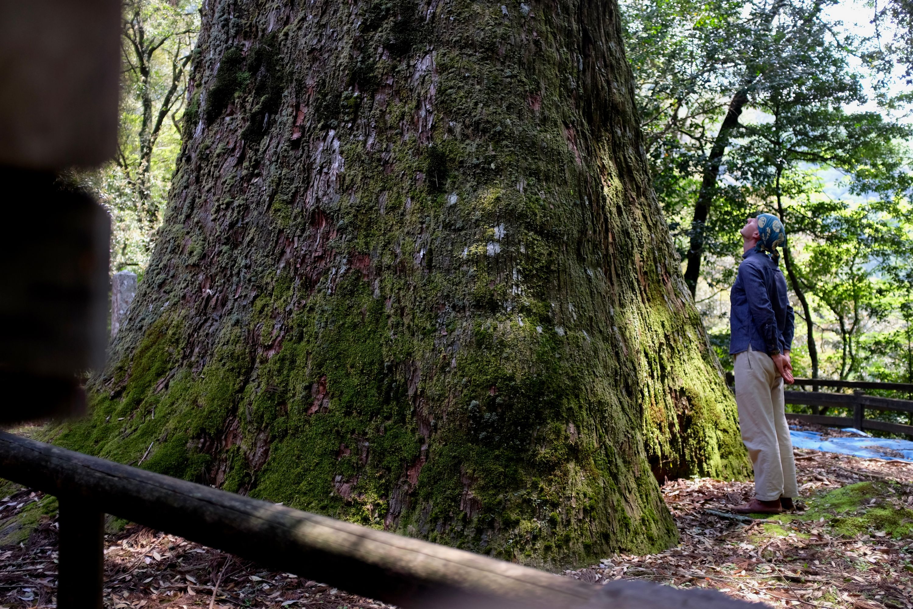 The author stands by the trunk of the same cedar, and is also dwarfed by it.