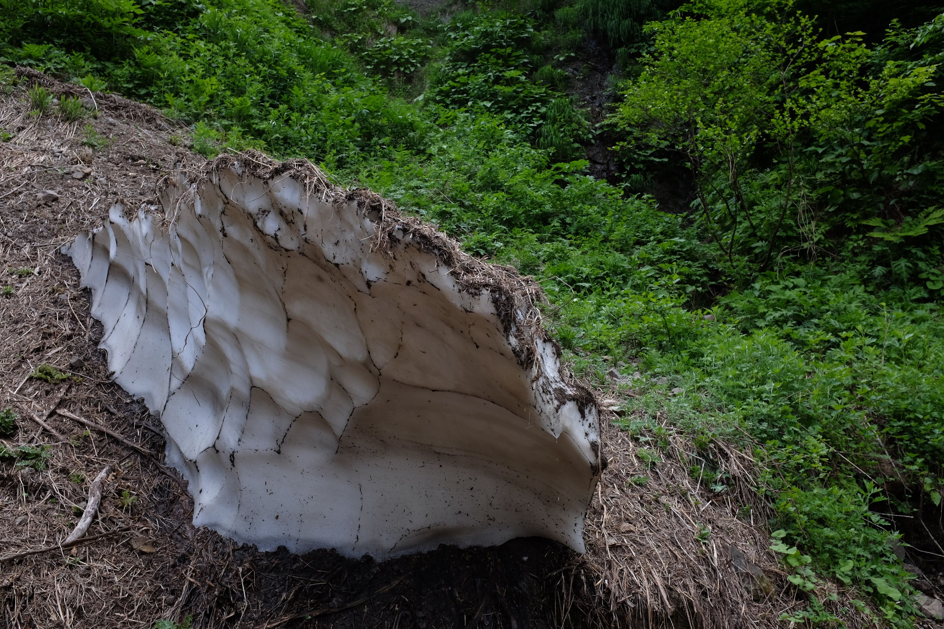 A heap of last year’s snow, covered by leaves, at the edge of a forest.