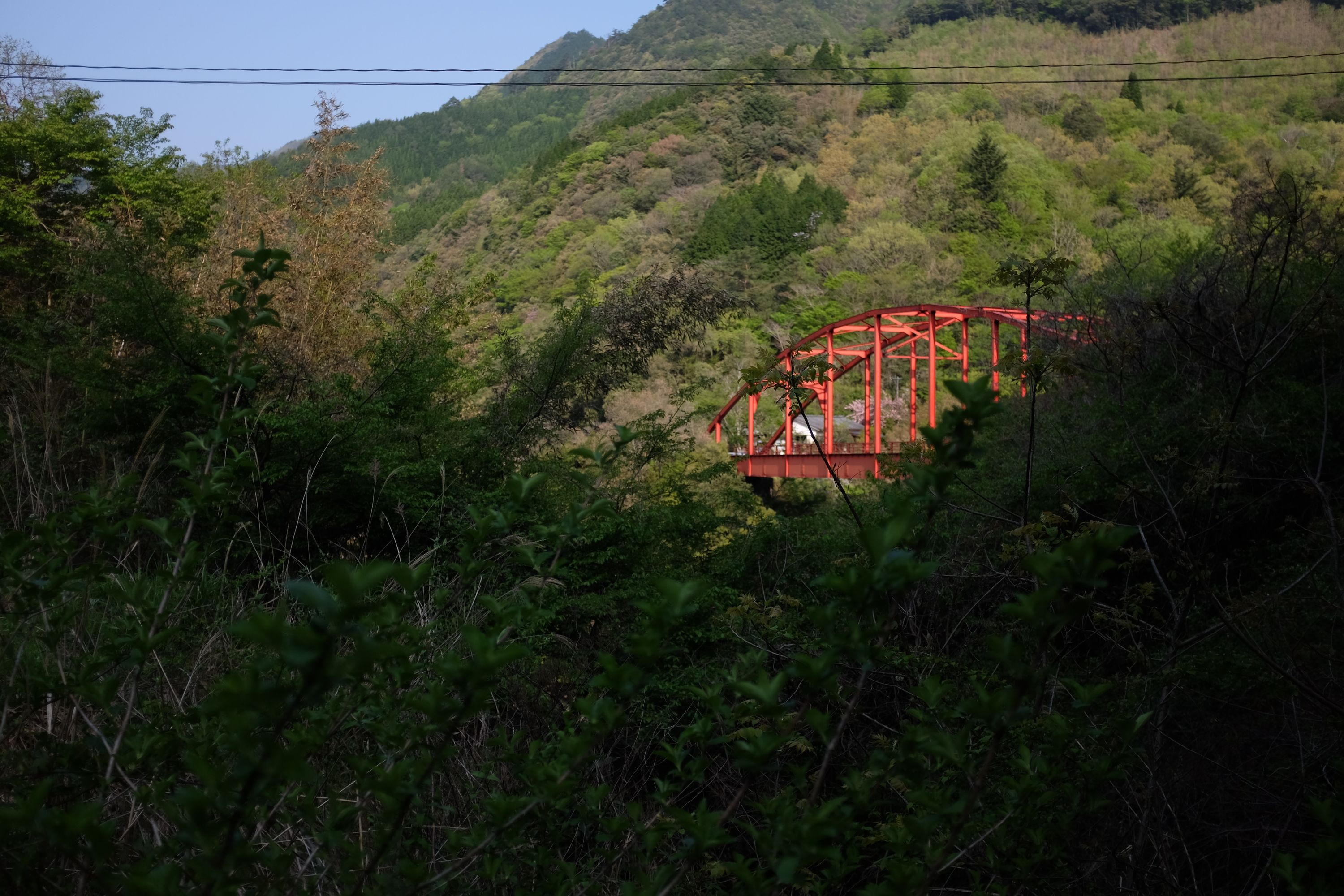 A red bridge in the forest catches the morning light.