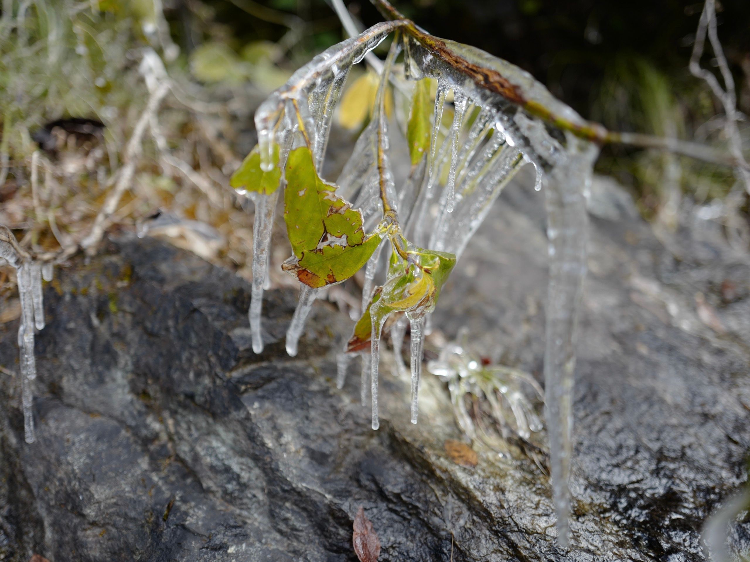 More icicles, this time on leaves.