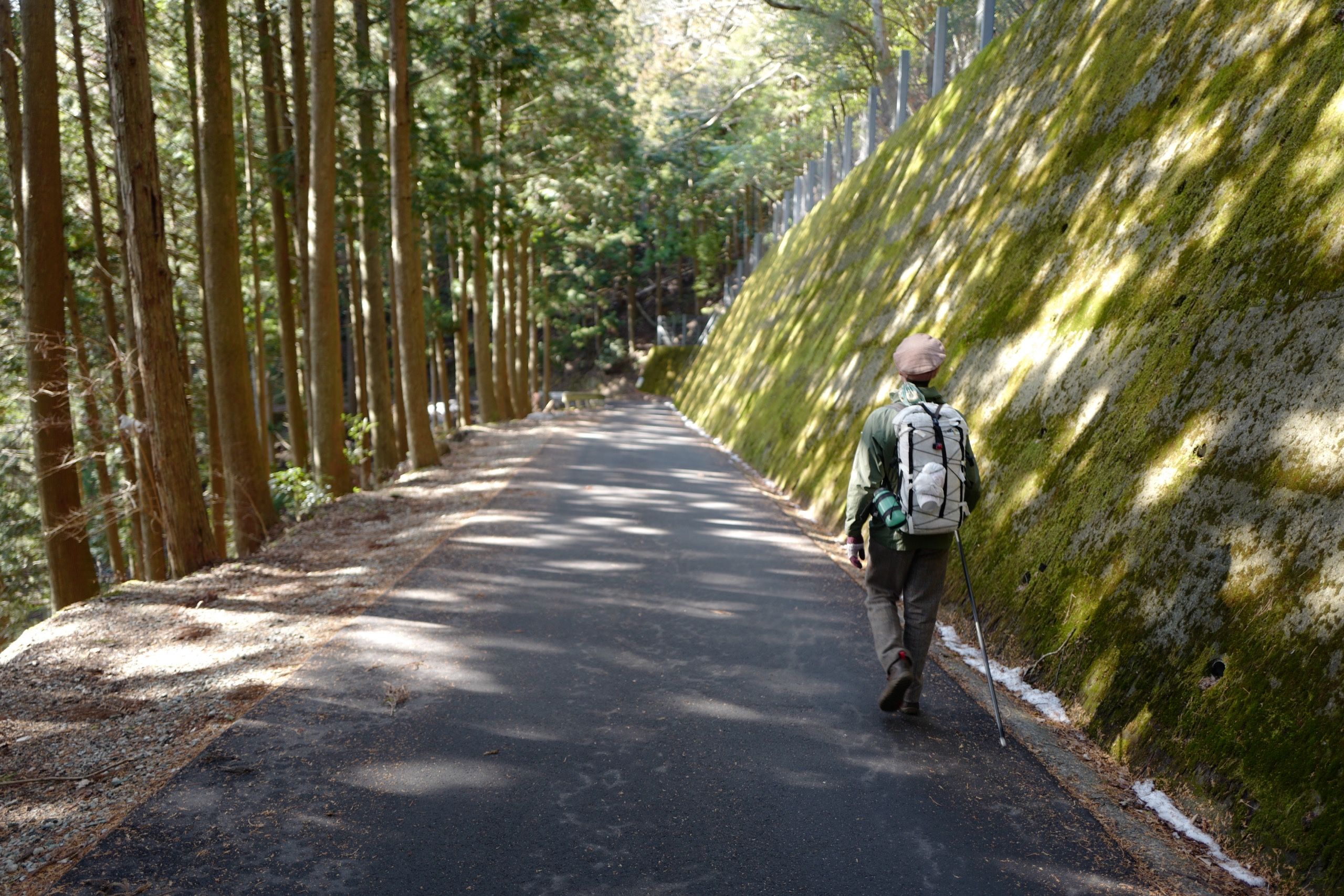 A man with a white rucksack, the author, walks down a mountain road in a cedar forest.