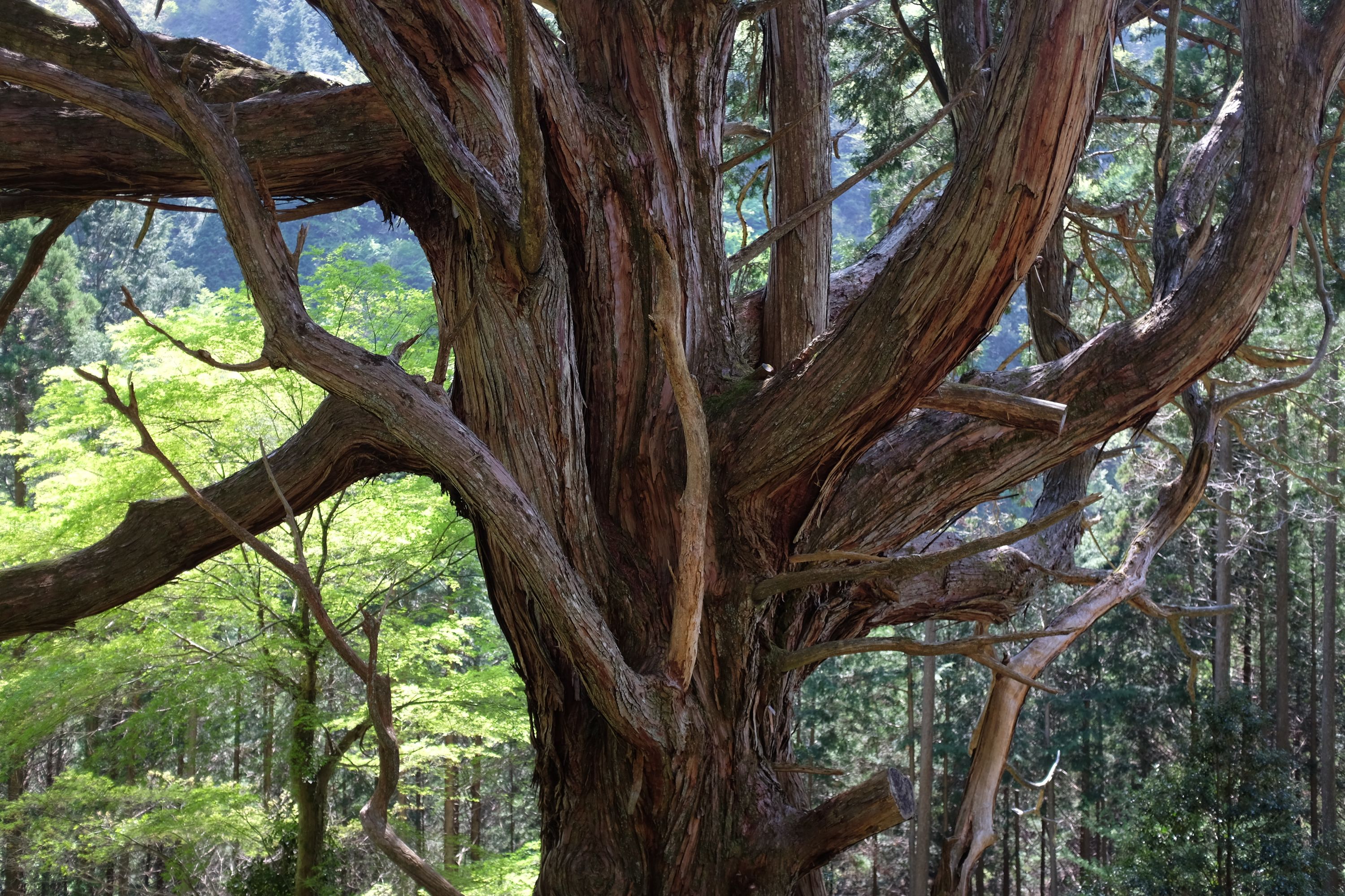 The middle section of the tree, which is impossible to fit into the frame of the camera.