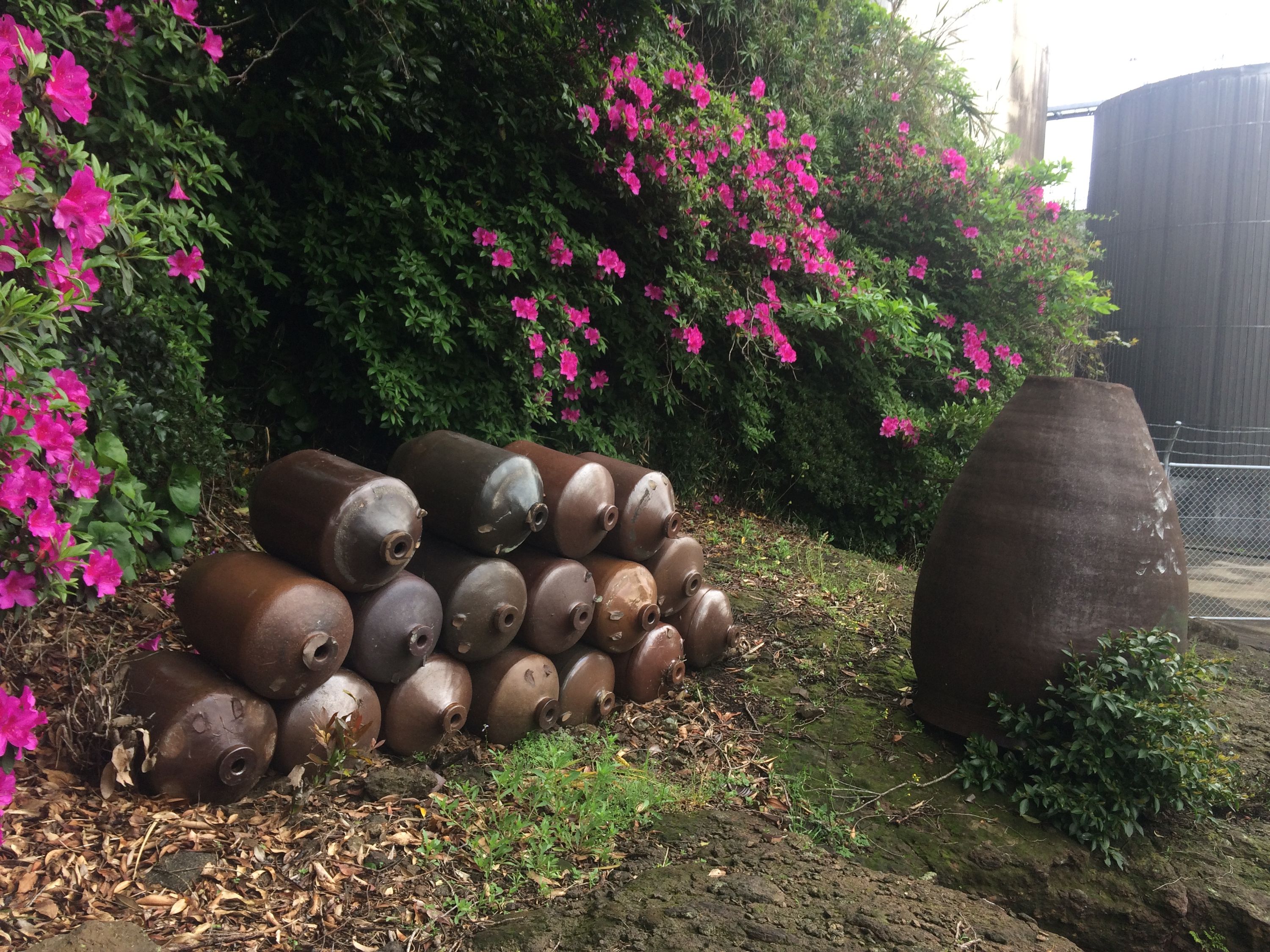 Large ceramic barrels of shōchū outside a brewery, in front of flowering rhododendrons.