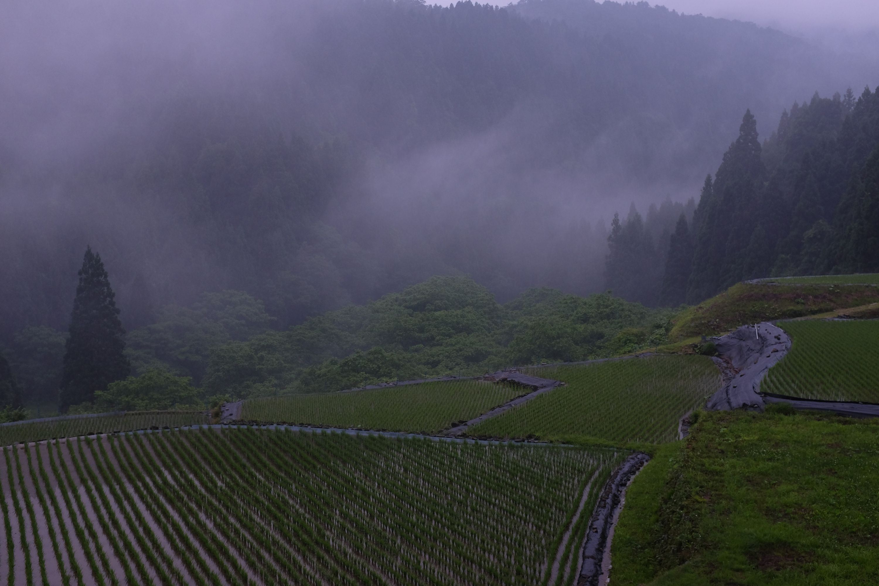 Fog over freshly planted rice paddies.