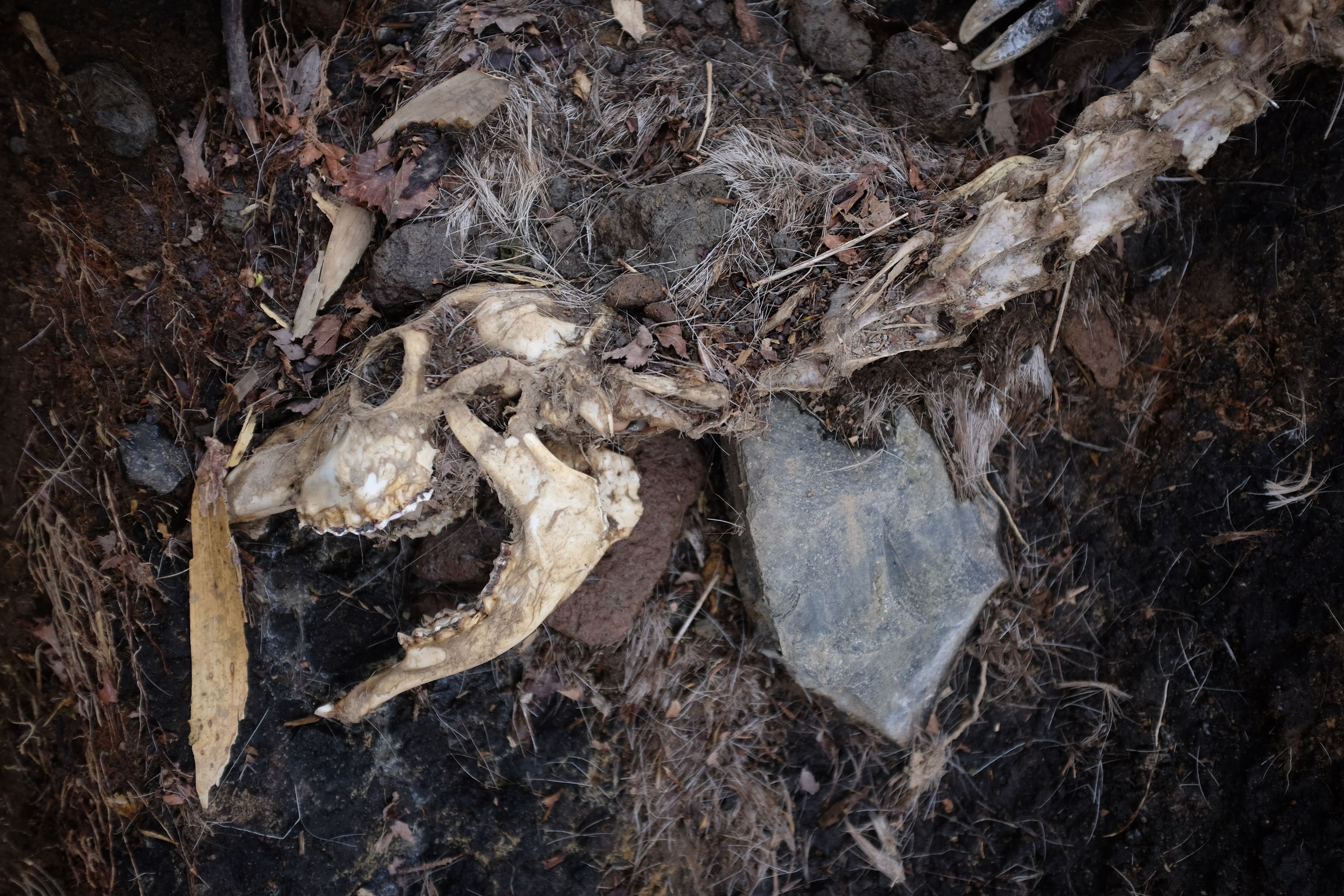 The head and neck of a deer skeleton on the ground.